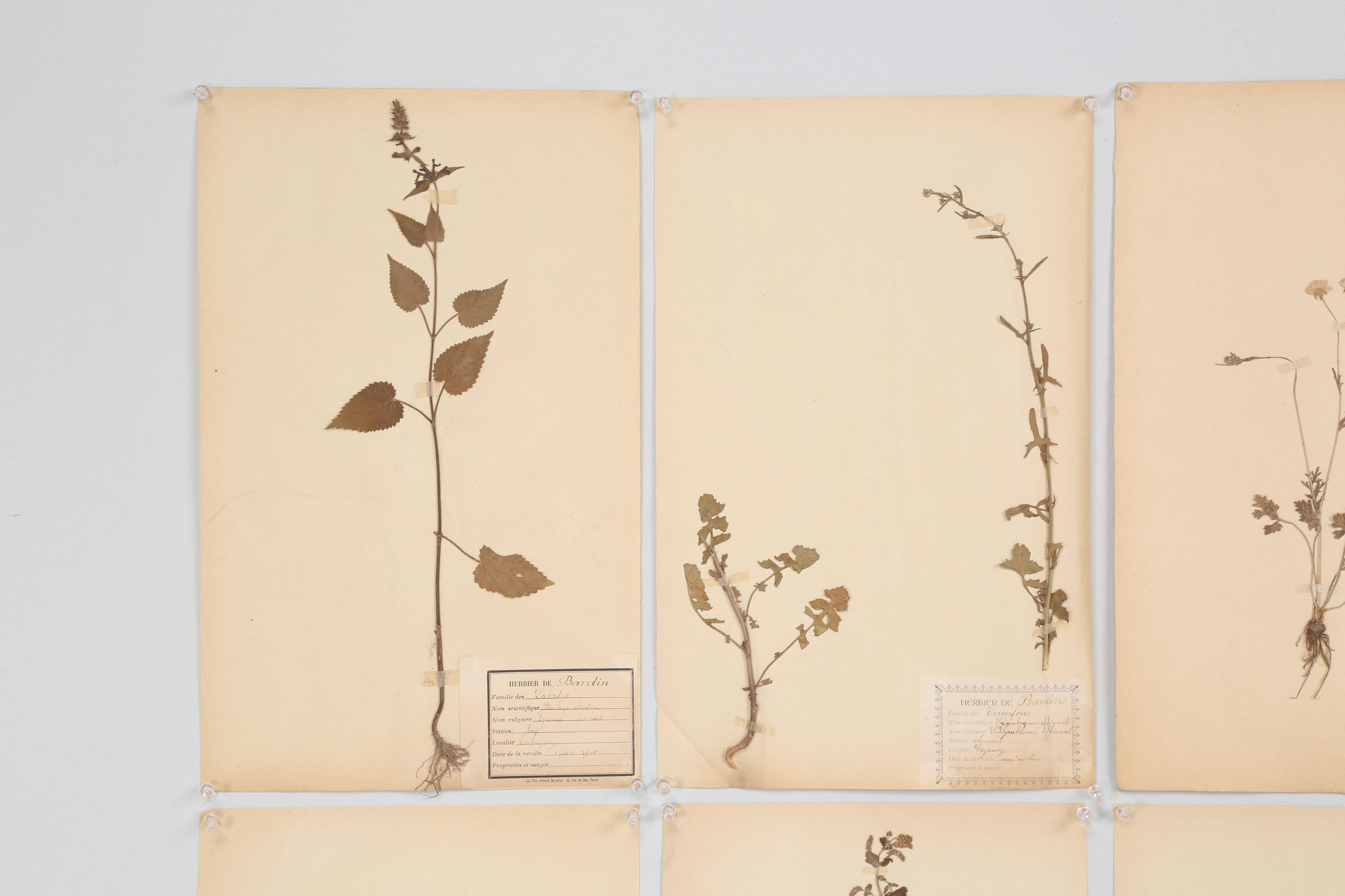 Antique French Pressed Botanicals from Maison des Frères Maristes in Varennes-sur-Alllier, France. Groupement de (15) et beaucoup d'autres encore disponibles. Les plantes pressées ont environ 125 ans et ont été trouvées dans un ancien monastère