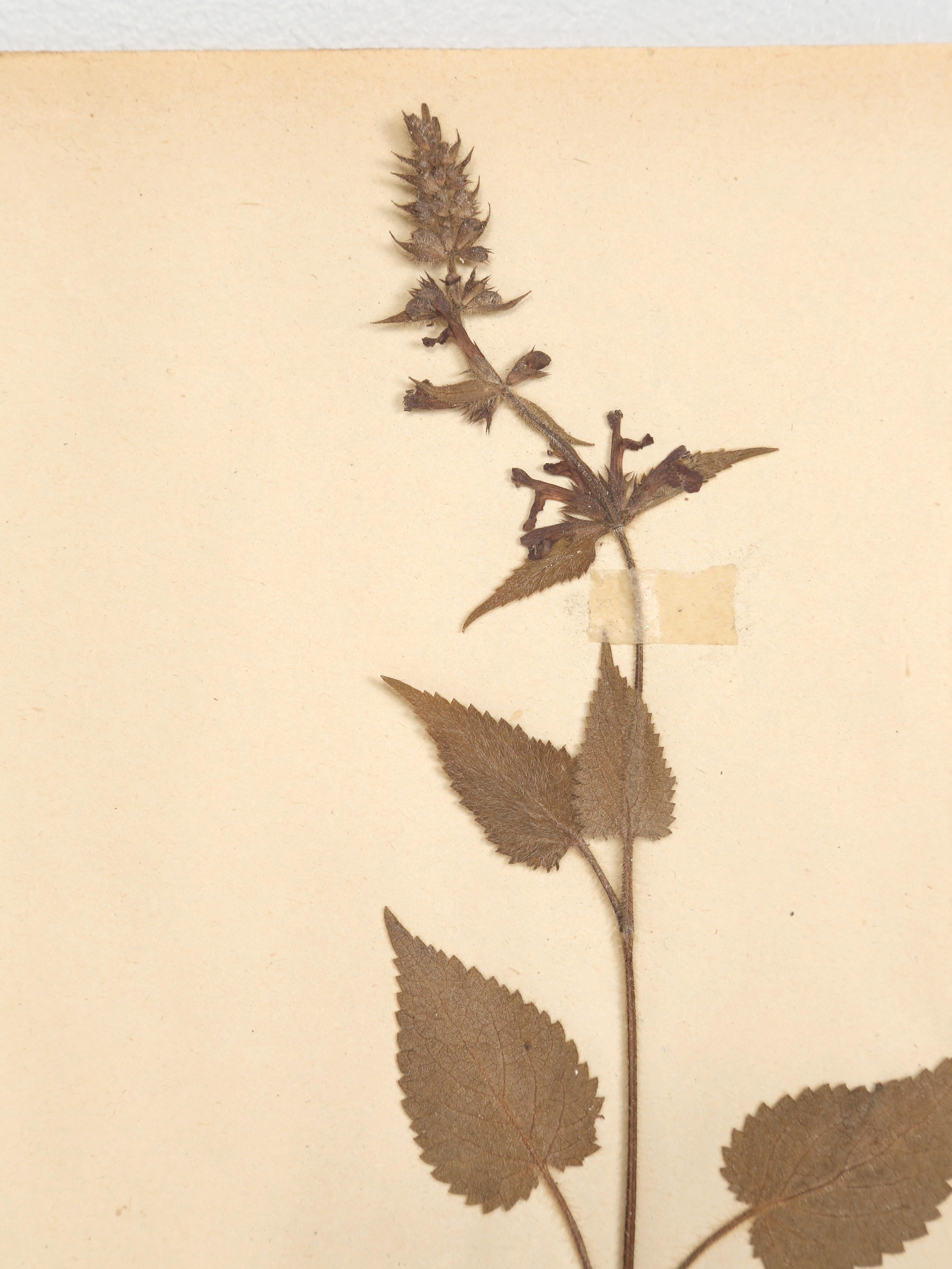 Country Antique French Pressed Botanicals from Maison des Frères Set of (15) c1900 en vente
