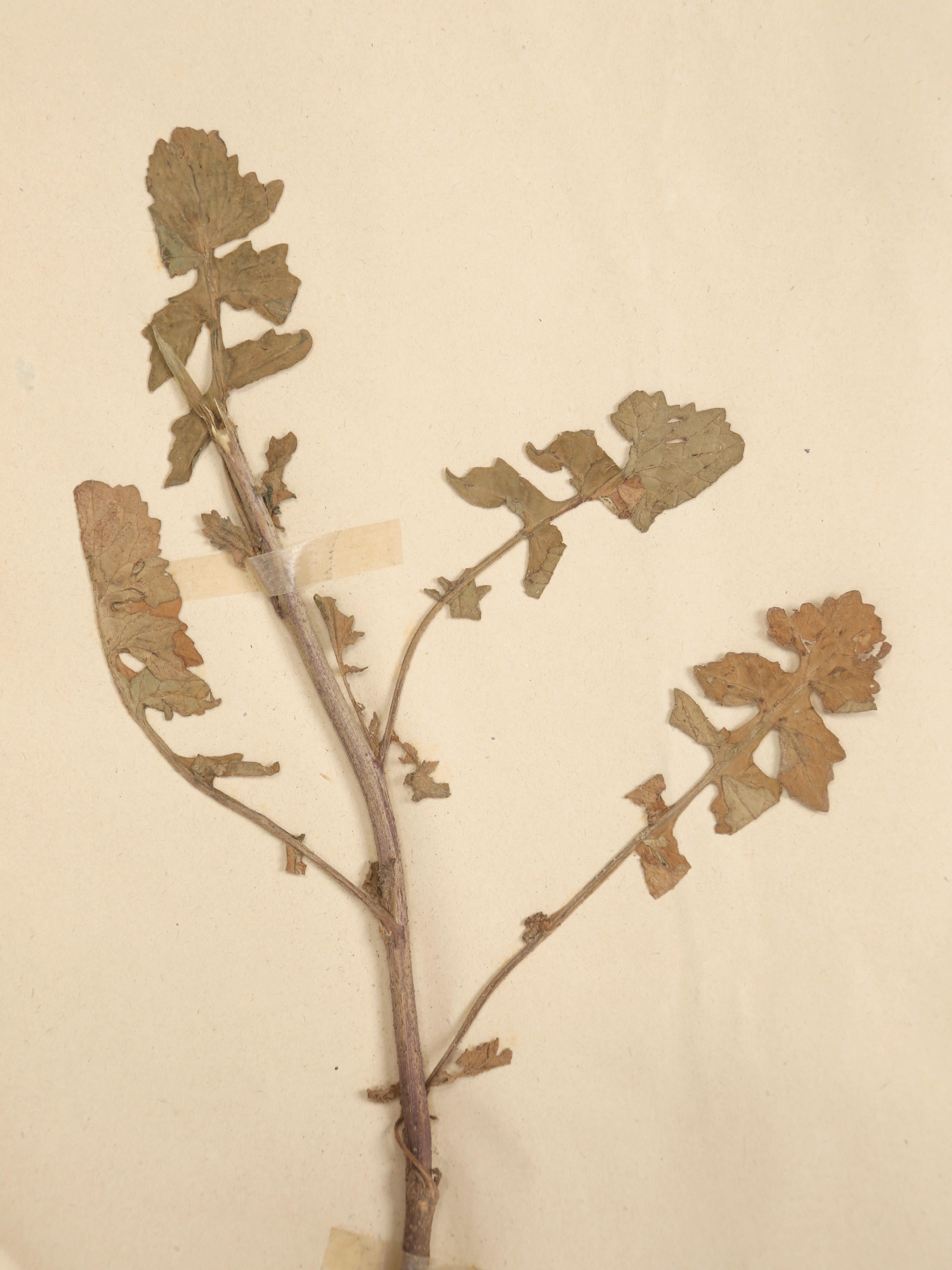 Français Antique French Pressed Botanicals from Maison des Frères Set of (15) c1900 en vente