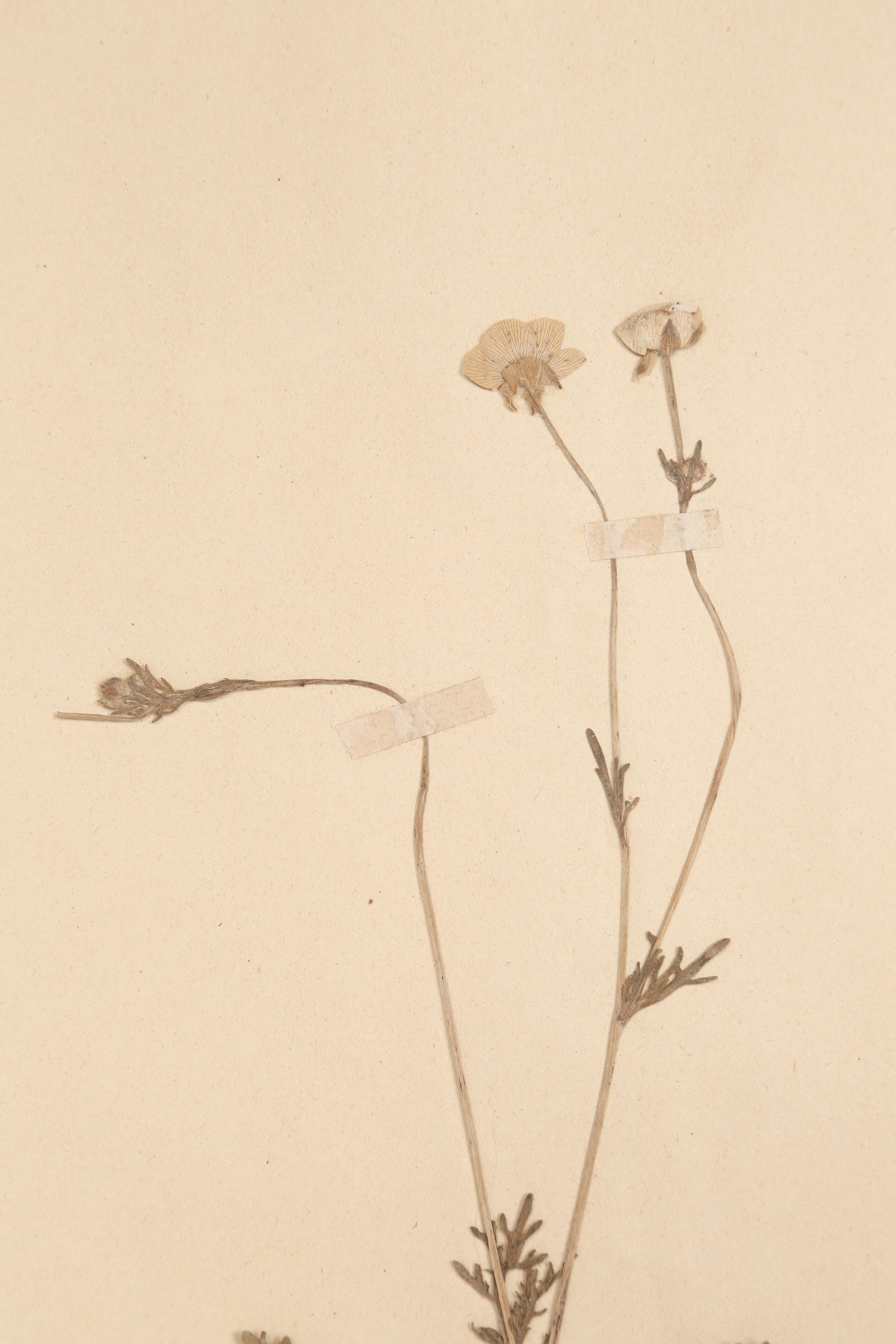 Antique French Pressed Botanicals from Maison des Frères Set of (15) c1900 Bon état - En vente à Chicago, IL
