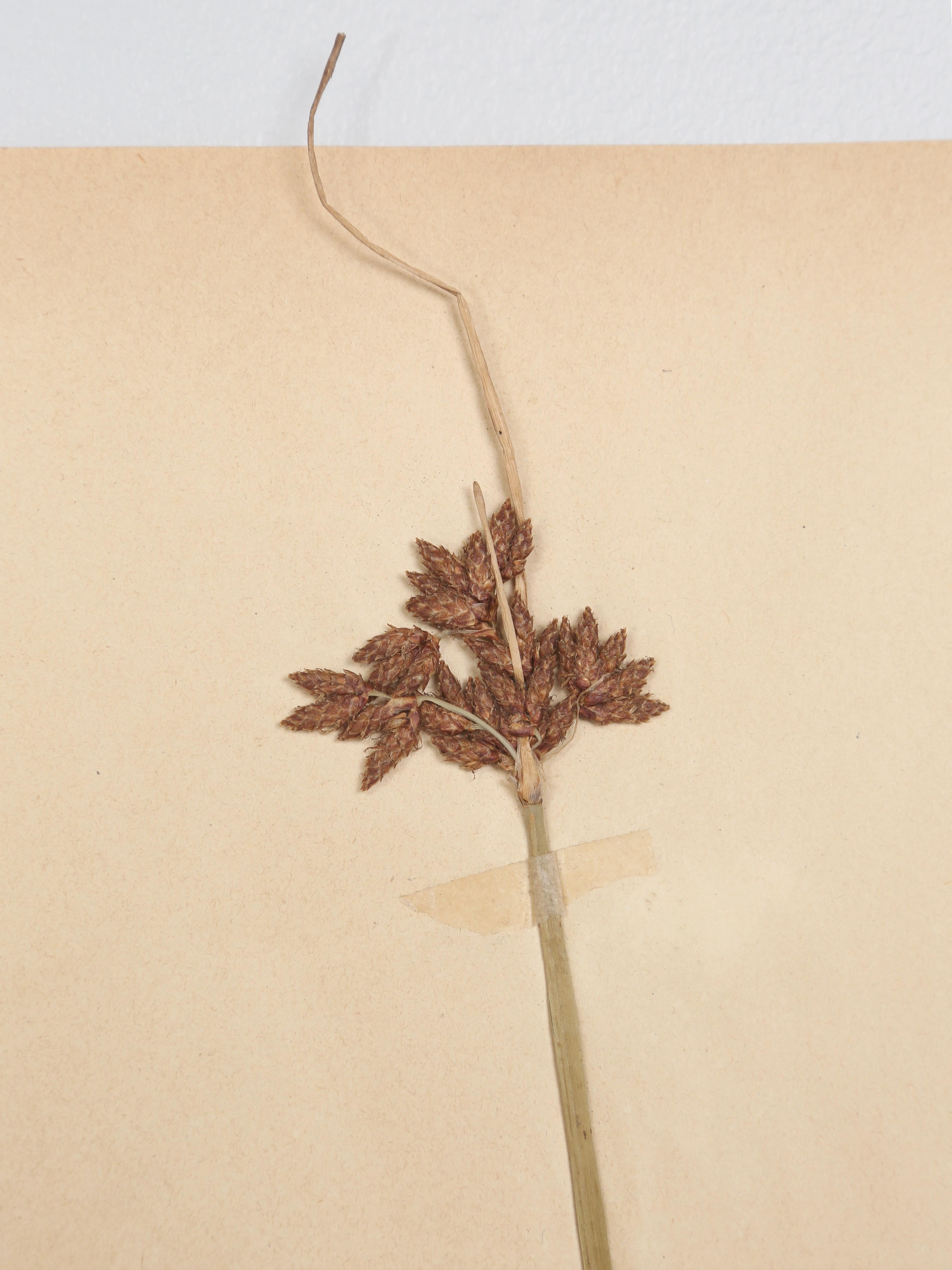 Début du 20ème siècle Antique French Pressed Botanicals from Maison des Frères Set of (15) c1900 en vente