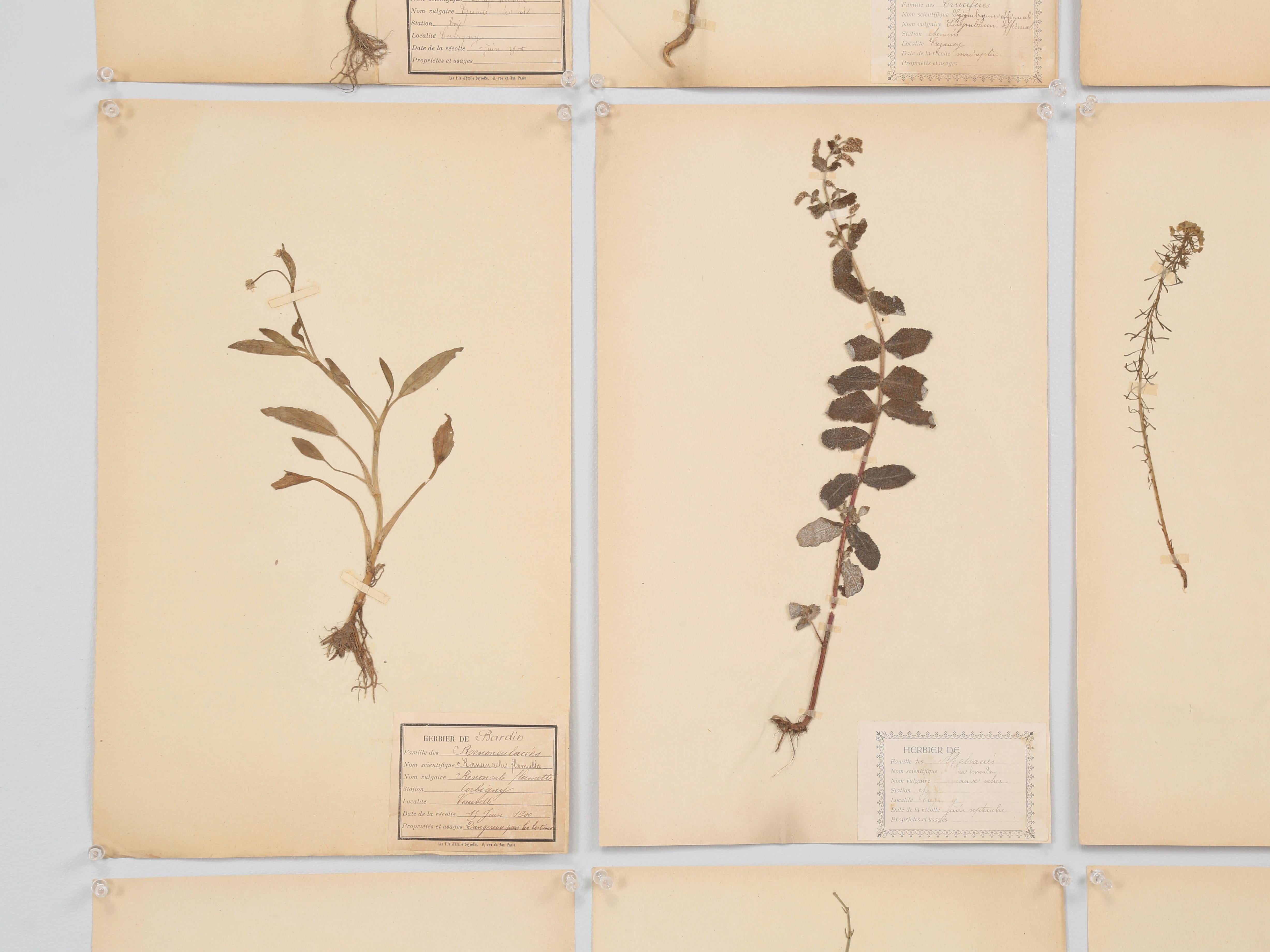 Autre Antique French Pressed Botanicals from Maison des Frères Set of (15) c1900 en vente