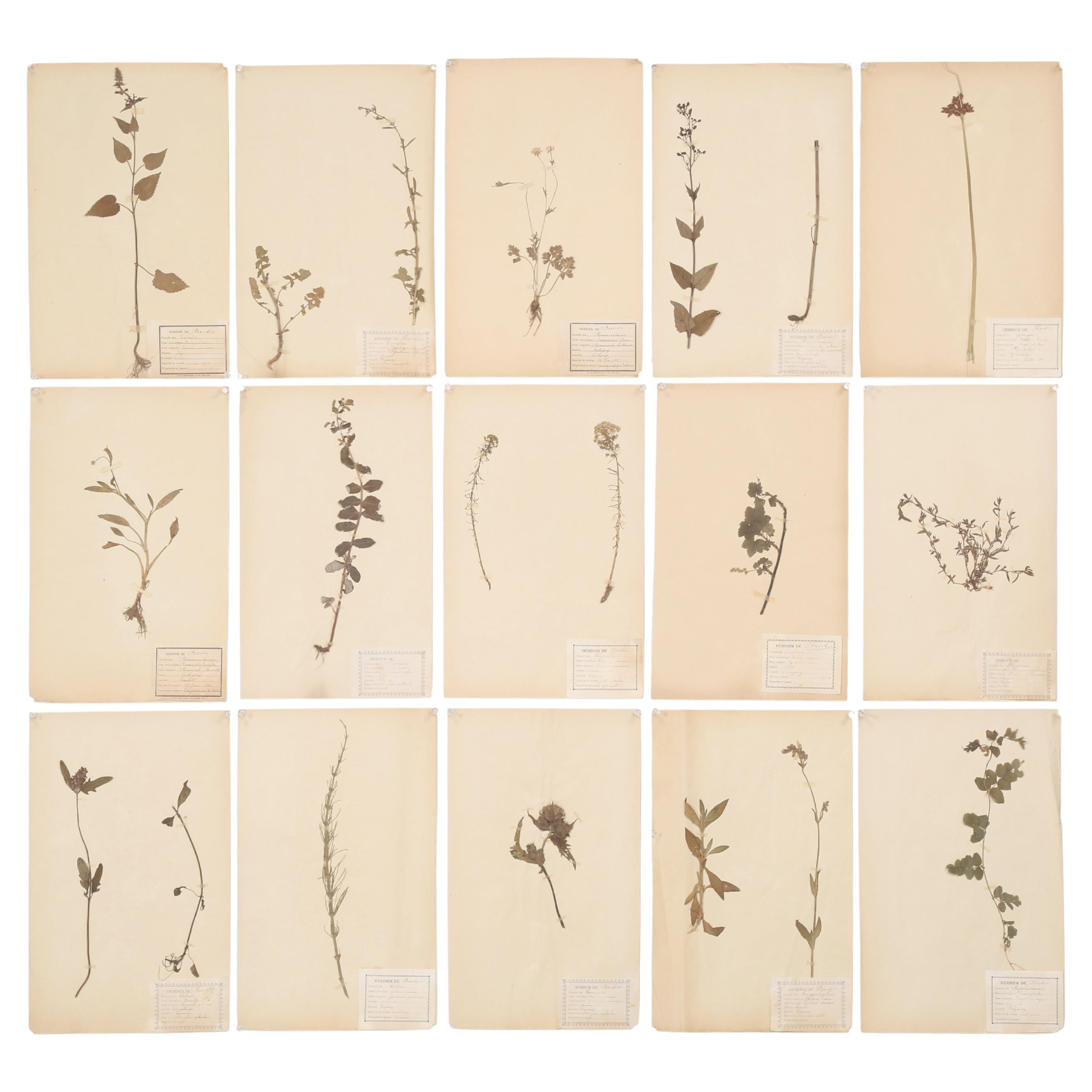 Antique French Pressed Botanicals from Maison des Frères Set of (15) c1900 en vente