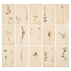 Antique French Pressed Botanicals from Maison des Frères Set of (15) c1900