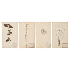 Antique French Pressed Botanicals in a Set of (4) c1900 From a Monastery School