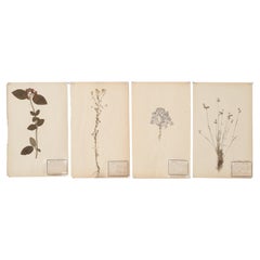 Antique French Pressed Botanicals in a Set of (4) c1900 From a Monastery School