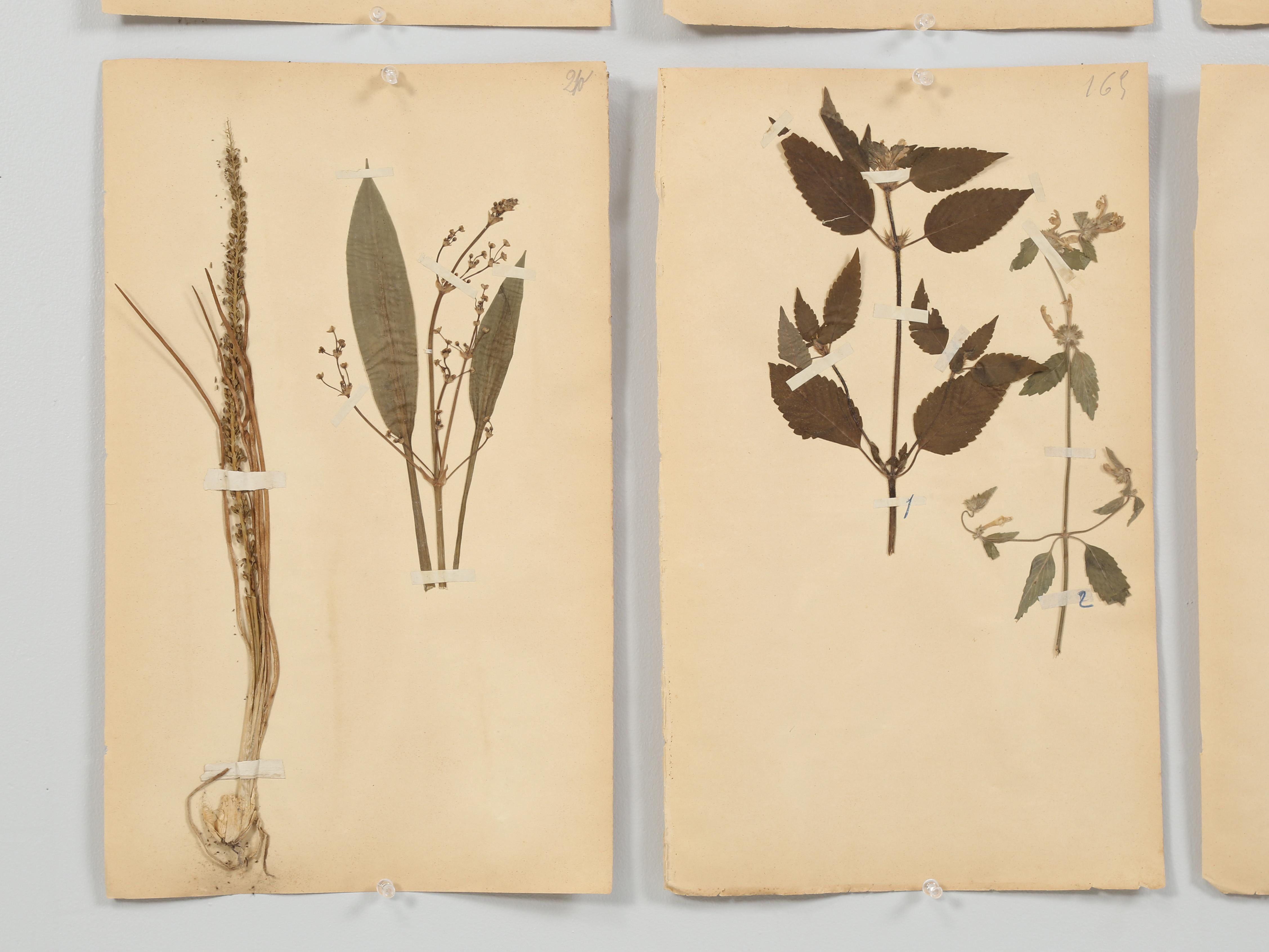 Antique French Pressed Botanicals Set of '12' from C1890s Many More Available 7