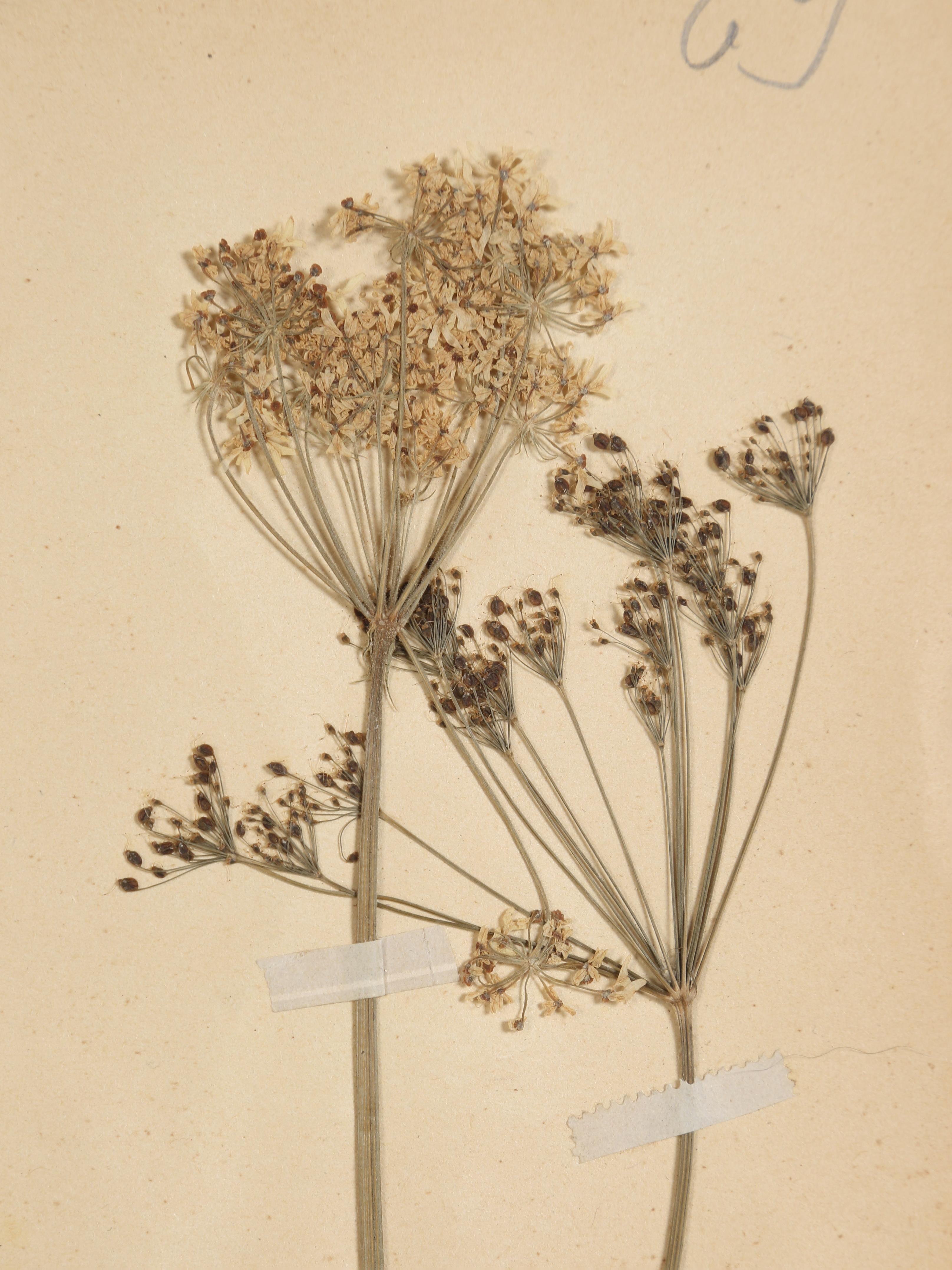 Organic Material Antique French Pressed Botanicals Set of '12' from C1890s Many More Available