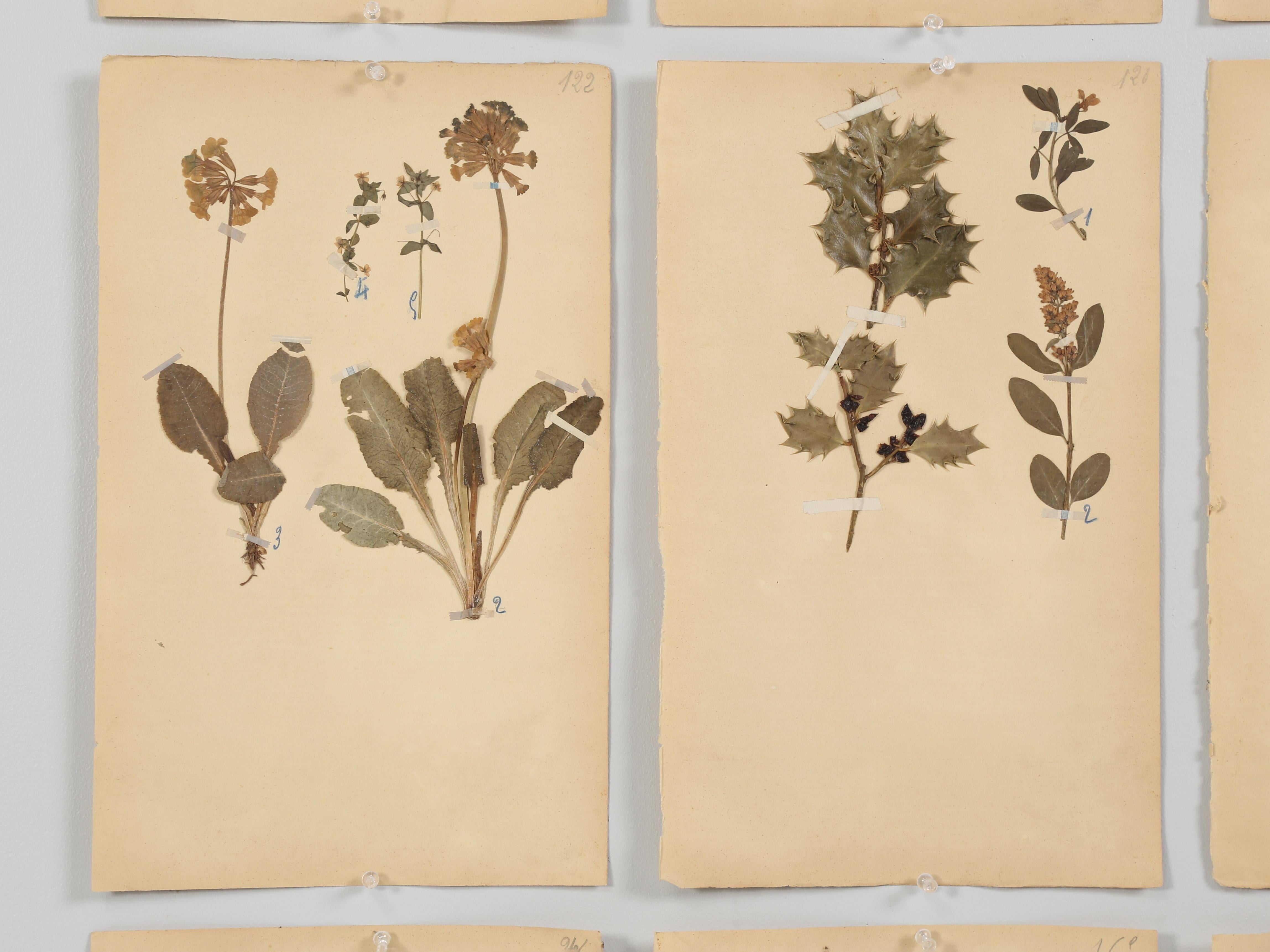 Antique French Pressed Botanicals Set of '12' from C1890s Many More Available 1