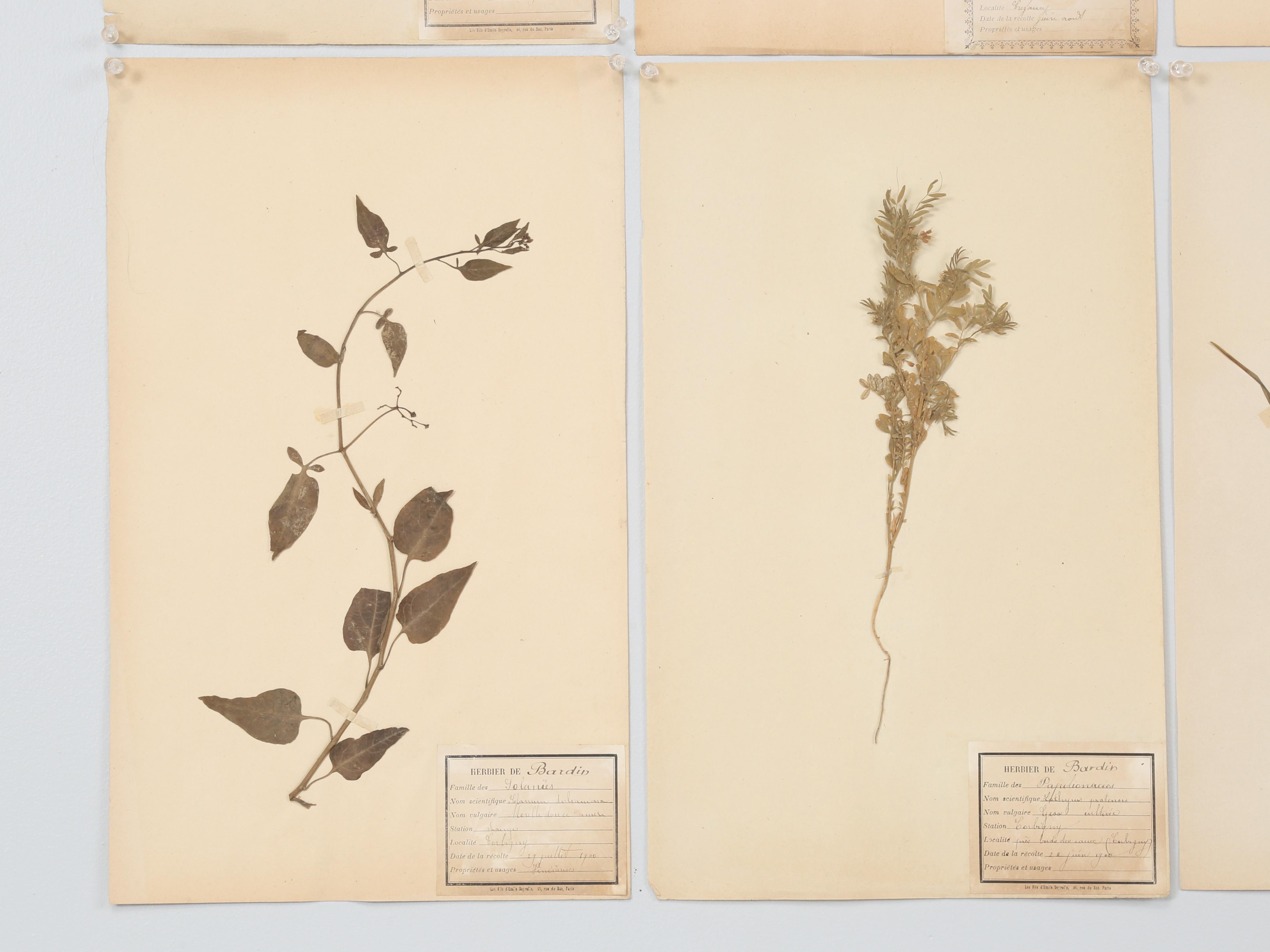 Antique French Pressed Botanicals Set of (18) from a Monastery School c1900 in vendita 7