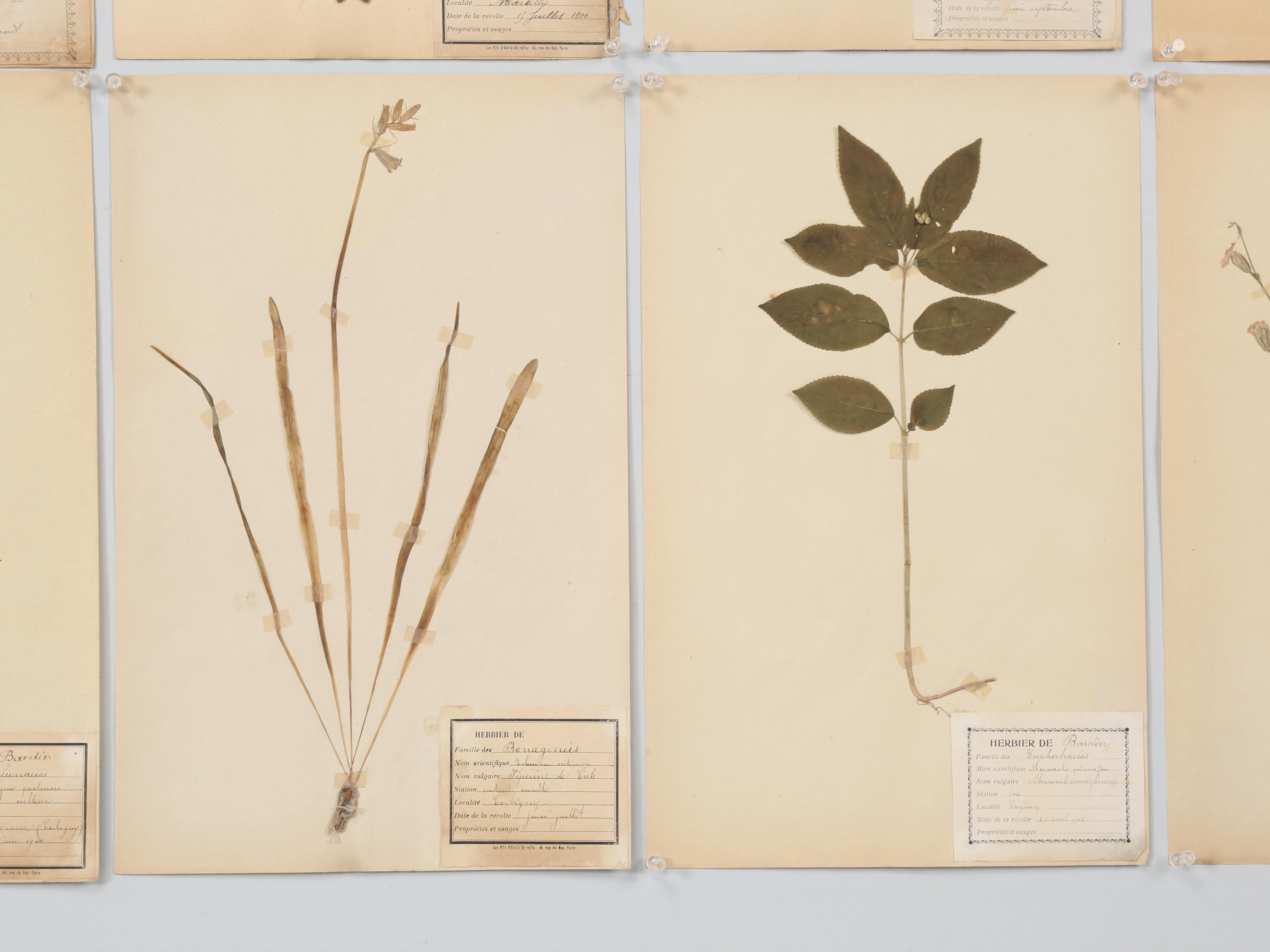Antique French Pressed Botanicals Set of (18) from a Monastery School c1900 in vendita 9