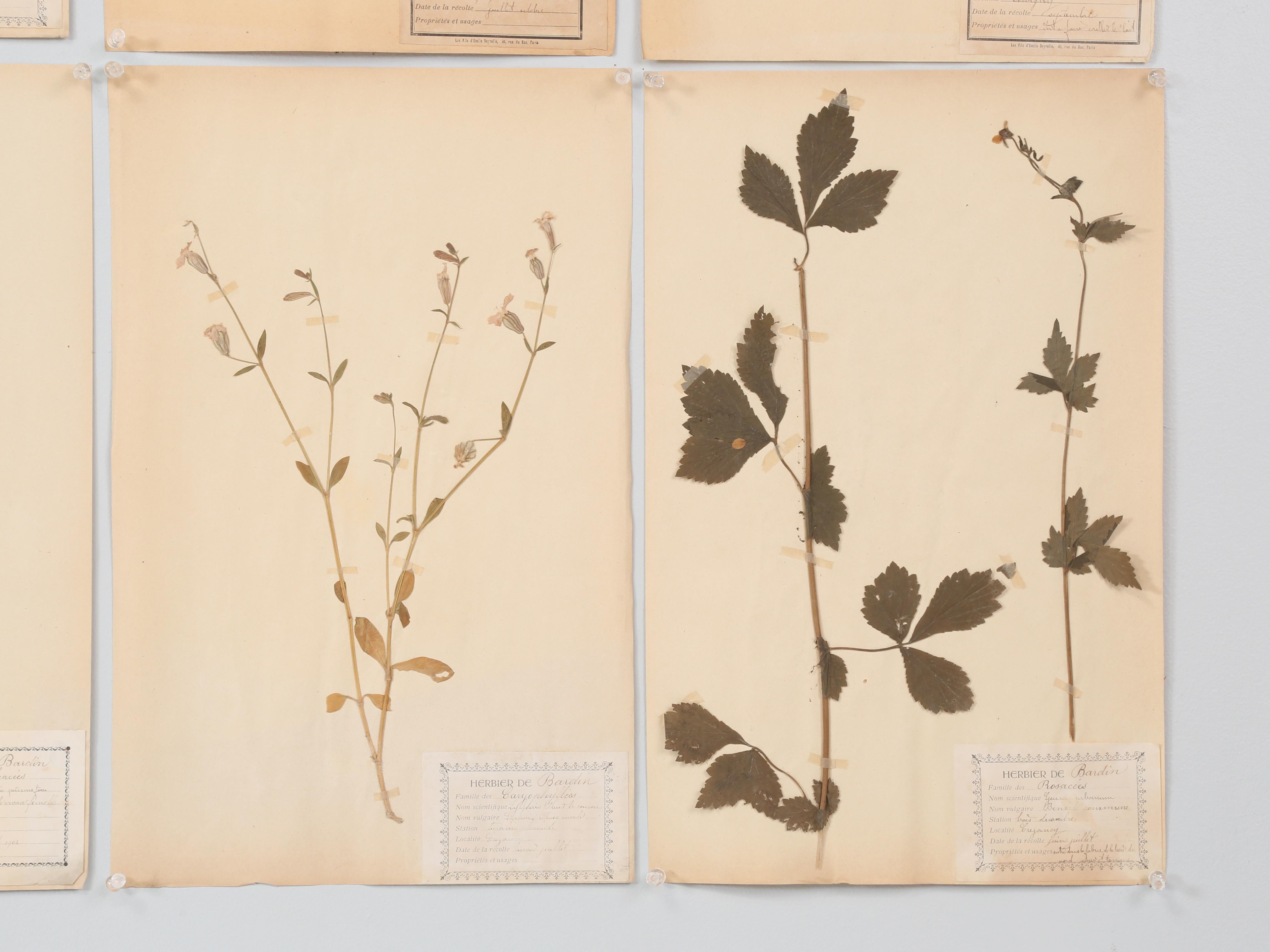 Antique French Pressed Botanicals Set of (18) from a Monastery School c1900 in vendita 11