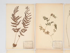 Antique French Pressed Botanicals Set of (18) from a Monastery School c1900