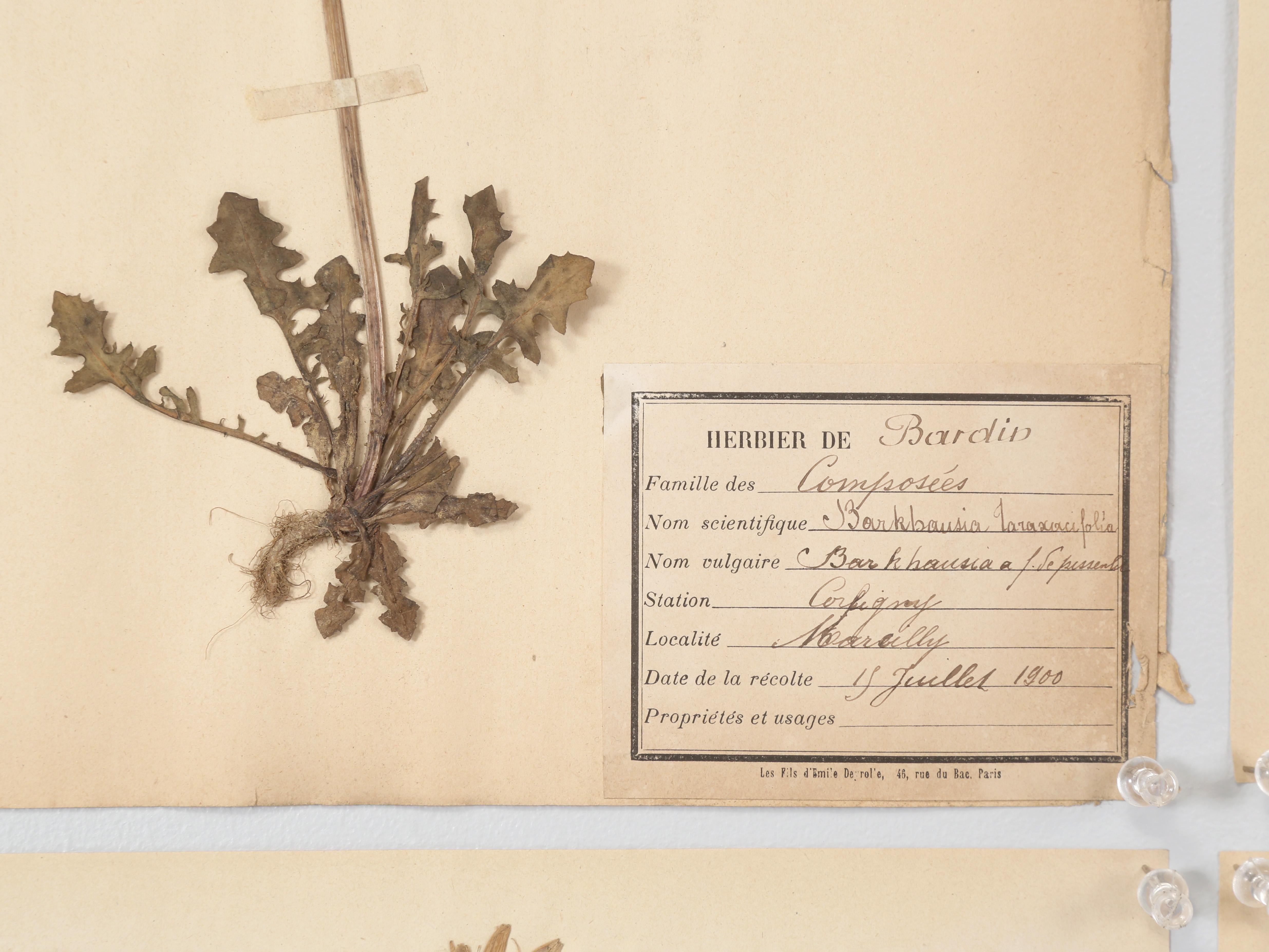 Antique French Pressed Botanicals Set of (18) from a Monastery School c1900 in vendita 12
