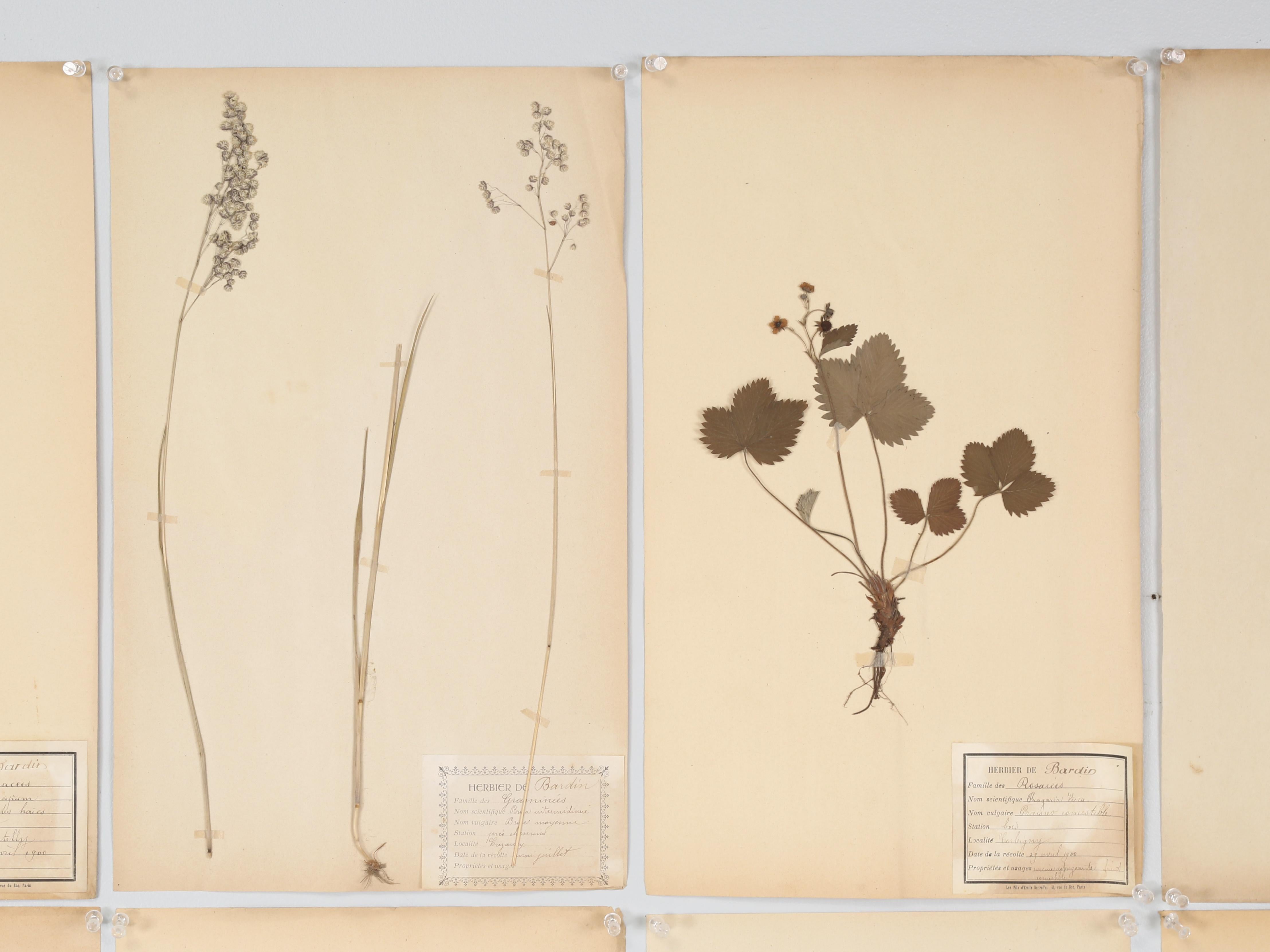 Francese Antique French Pressed Botanicals Set of (18) from a Monastery School c1900 in vendita