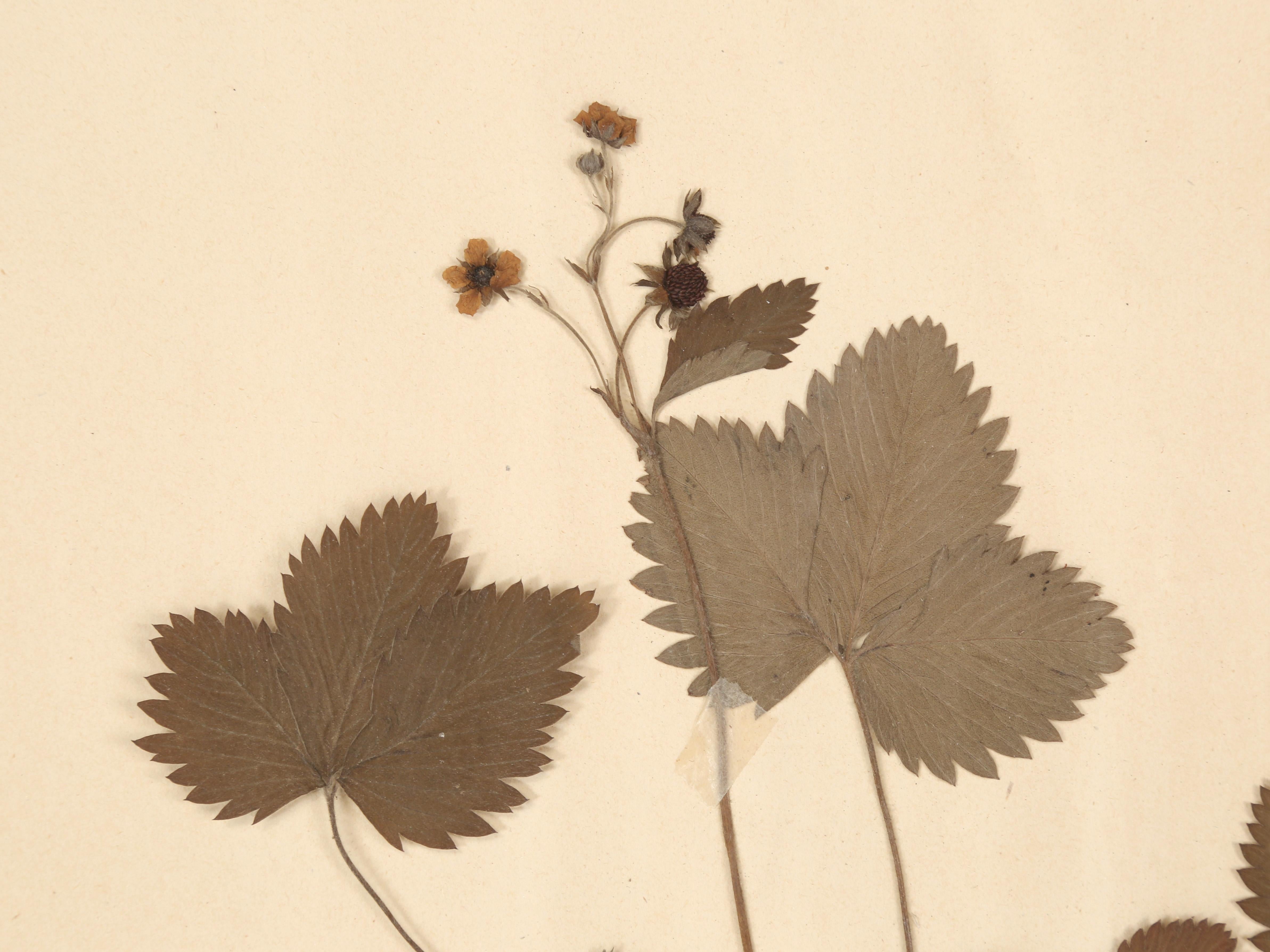Fatto a mano Antique French Pressed Botanicals Set of (18) from a Monastery School c1900 in vendita