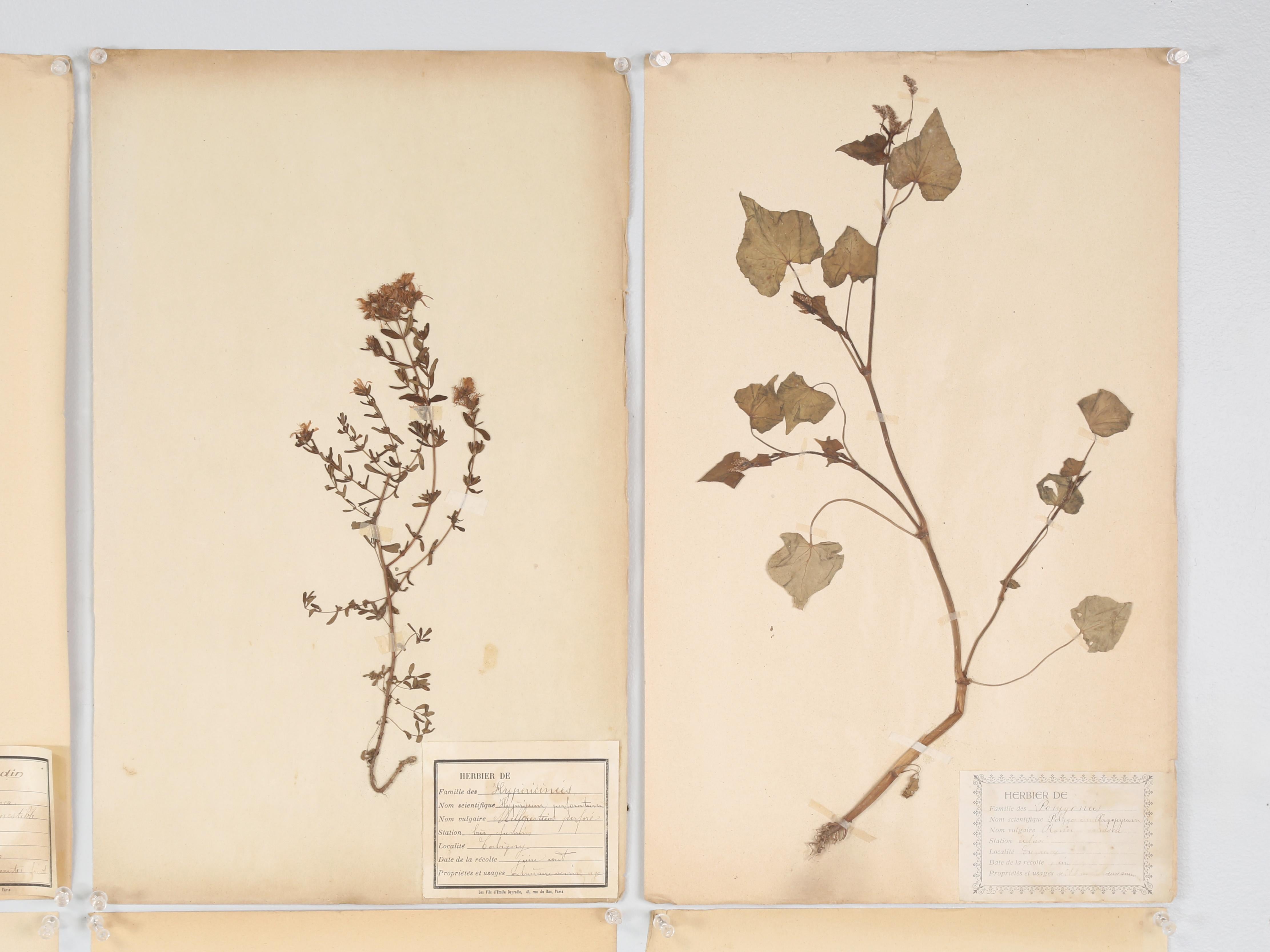 Antique French Pressed Botanicals Set of (18) from a Monastery School c1900 In condizioni buone in vendita a Chicago, IL