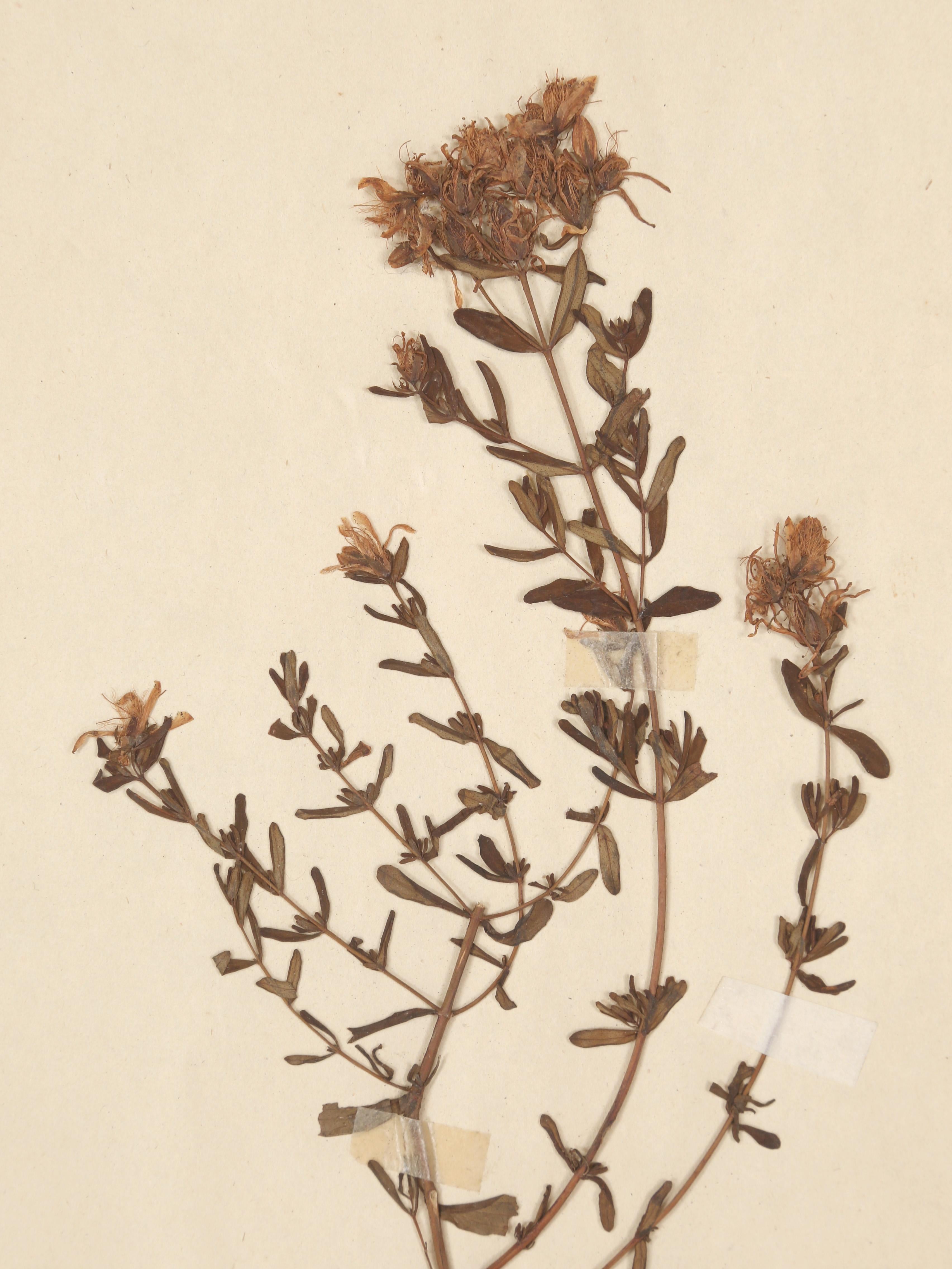 Inizio XX secolo Antique French Pressed Botanicals Set of (18) from a Monastery School c1900 in vendita
