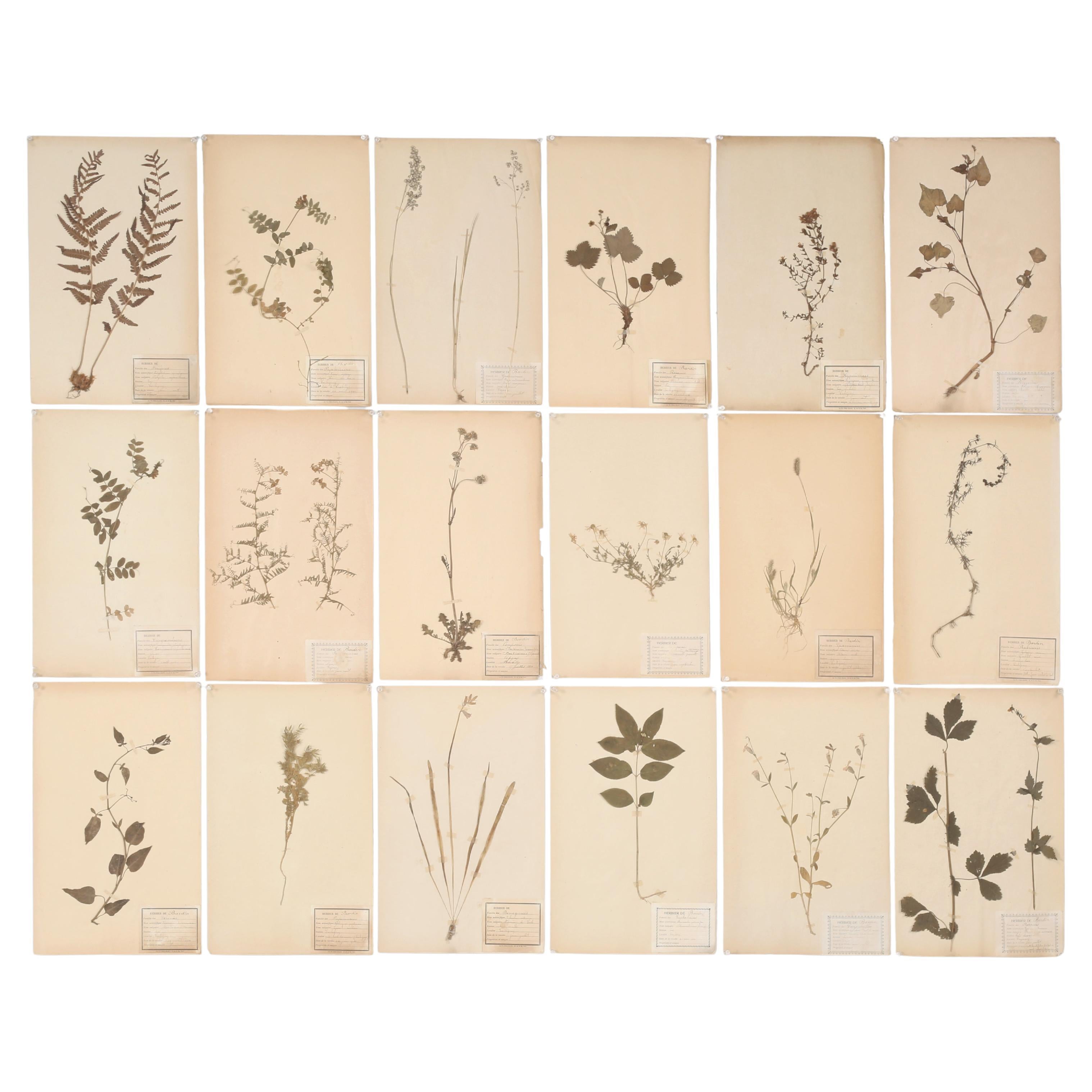 Antique French Pressed Botanicals Set of (18) from a Monastery School c1900 in vendita