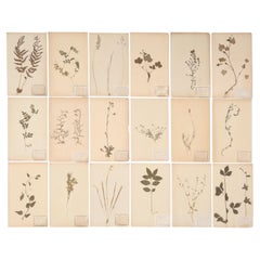 Antique French Pressed Botanicals Set of (18) from a Monastery School c1900