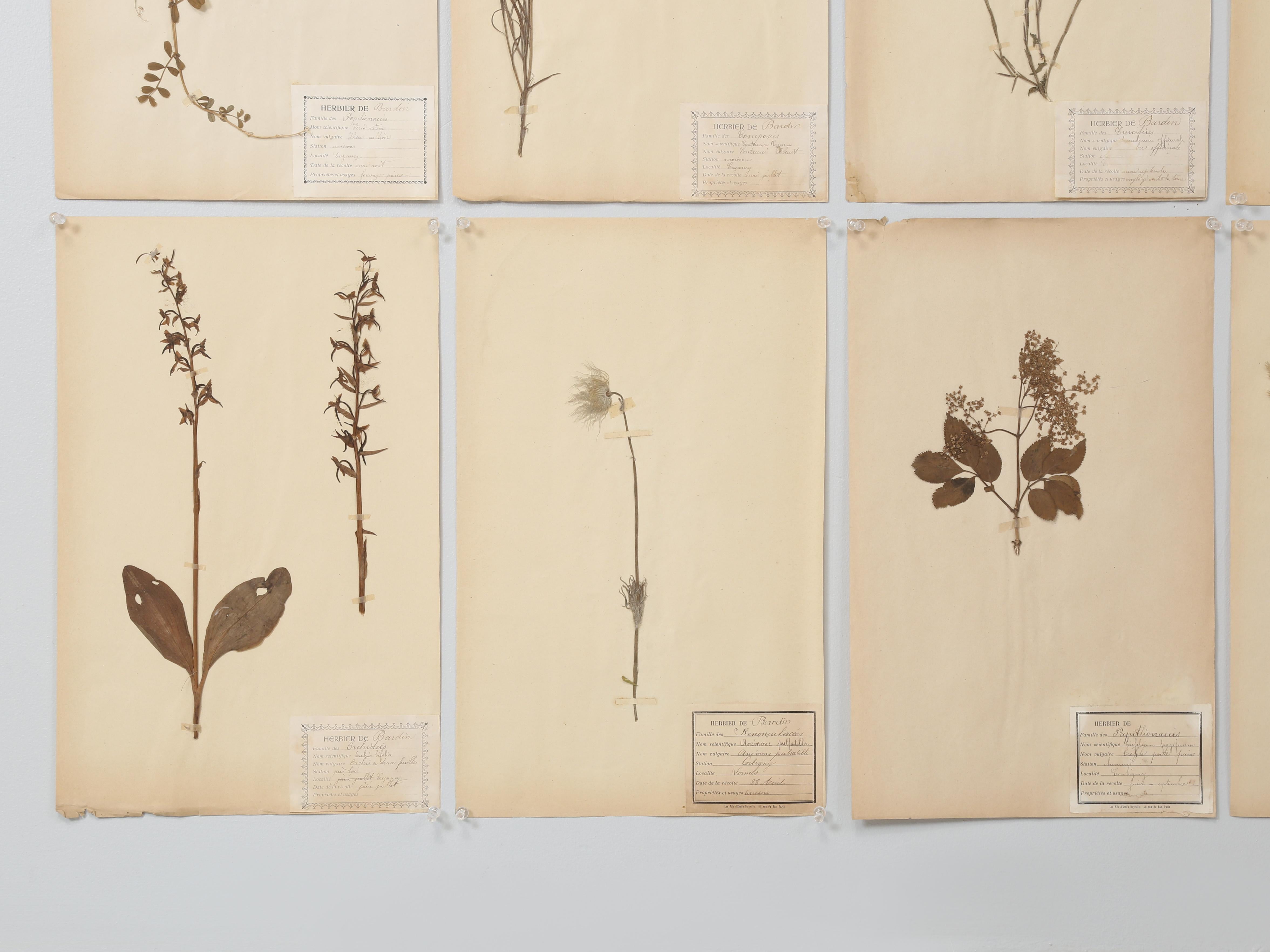 Antique French Pressed Botanicals Satz von (20) aus einem Kloster Schule c1900 im Angebot 7