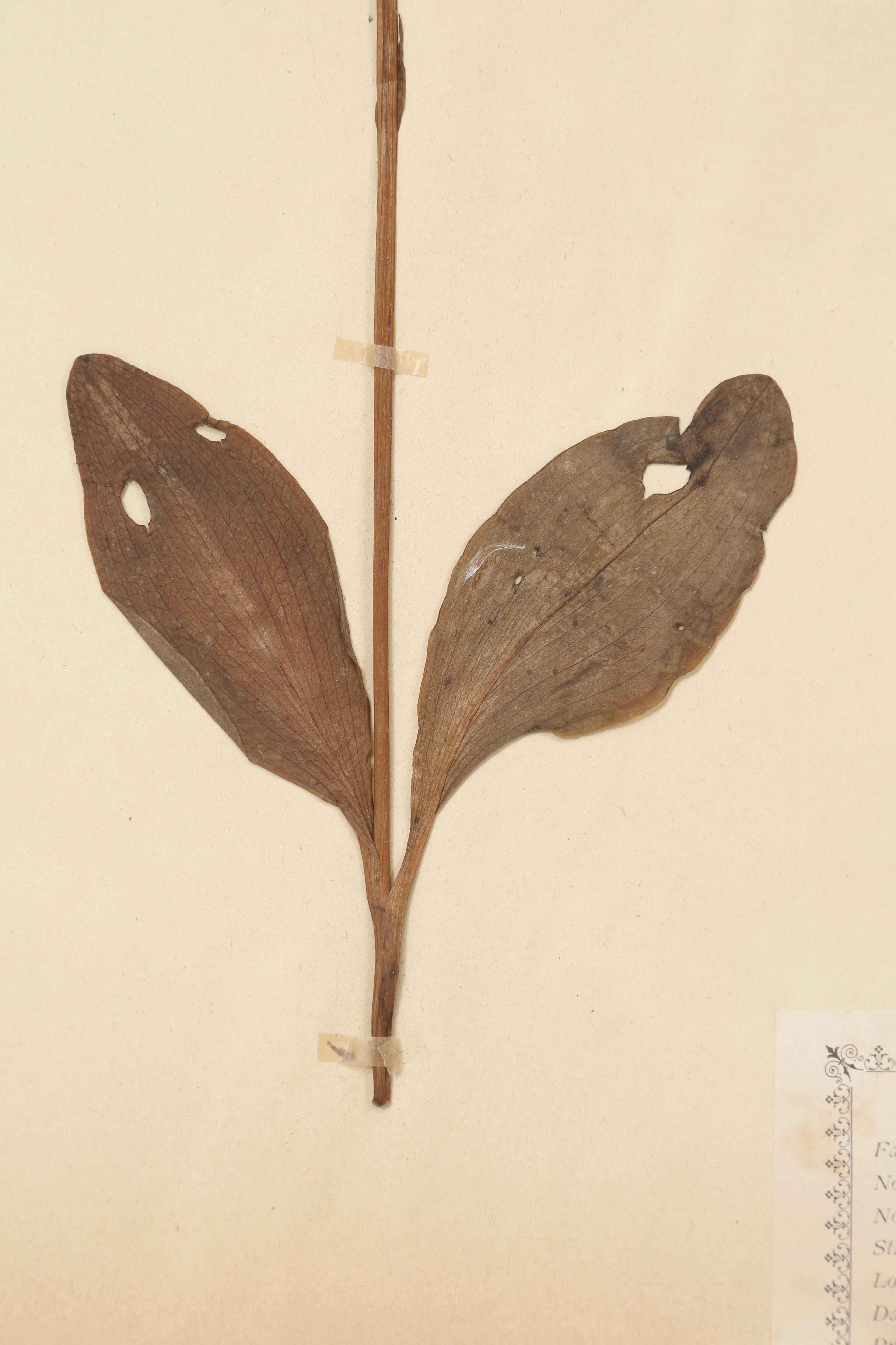 Antique French Pressed Botanicals Satz von (20) aus einem Kloster Schule c1900 im Angebot 8