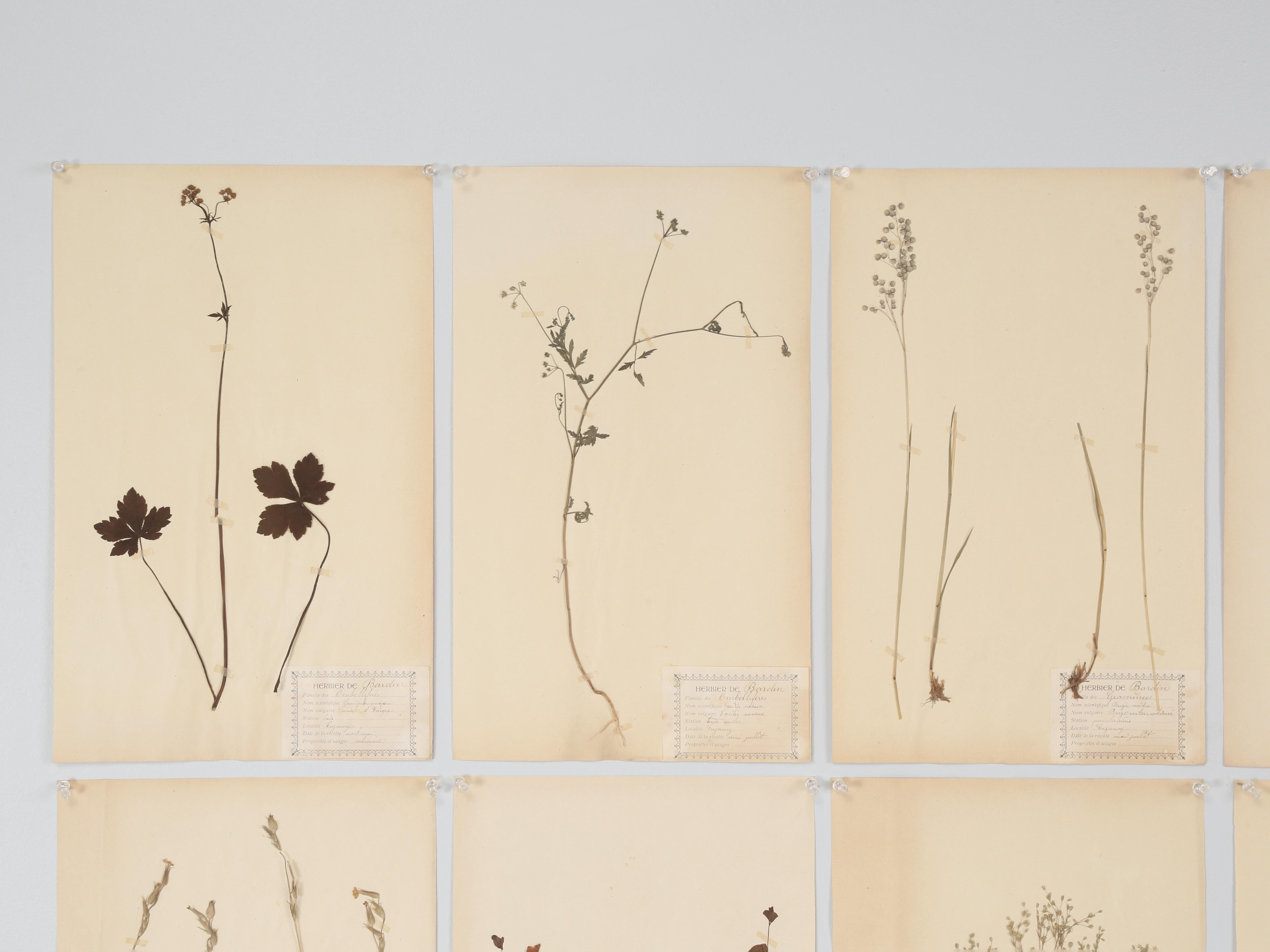 Antike französische gepresste Botanicals aus dem Haus der Frères Maristes in Varennes-sur-Alllier, Frankreich. Gruppierung von (20) und viele weitere noch verfügbar. Die gepressten Pflanzen sind etwa 125 Jahre alt und wurden in einer alten
