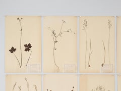 Antique French Pressed Botanicals Set of (20) from a Monastery School c1900