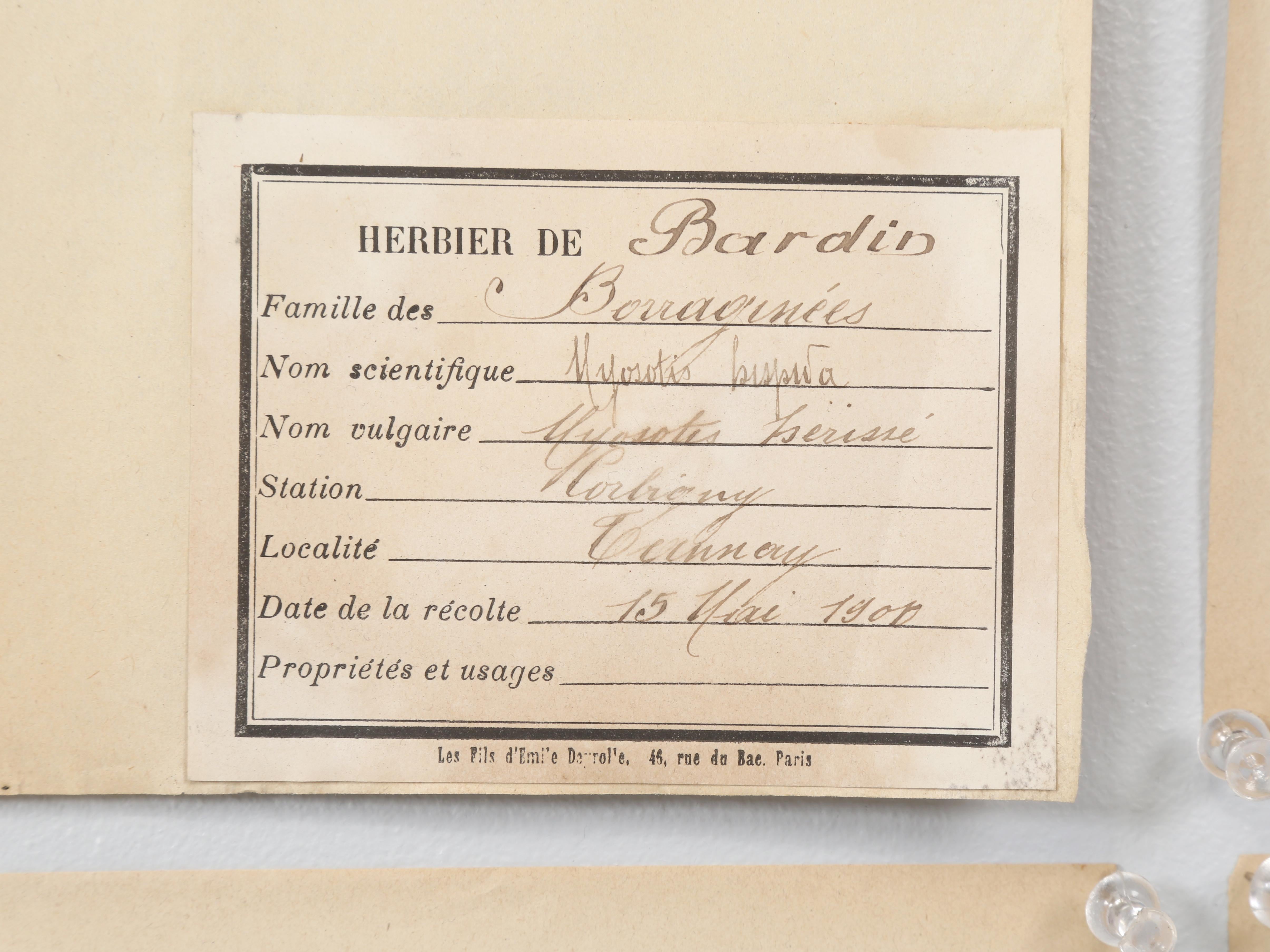 Antique French Pressed Botanicals Satz von (20) aus einem Kloster Schule c1900 im Angebot 12