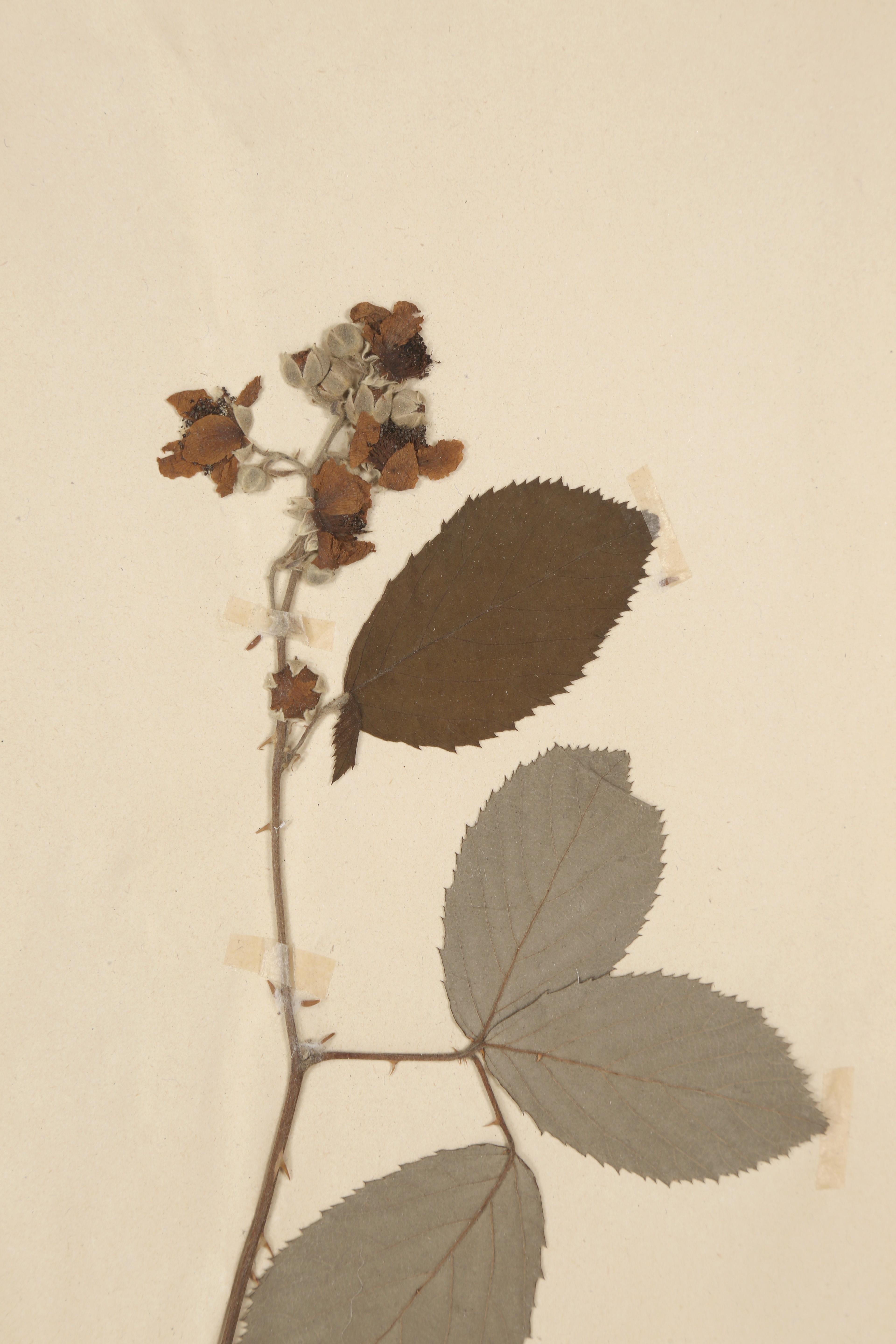 Antique French Pressed Botanicals Satz von (20) aus einem Kloster Schule c1900 (Handgefertigt) im Angebot