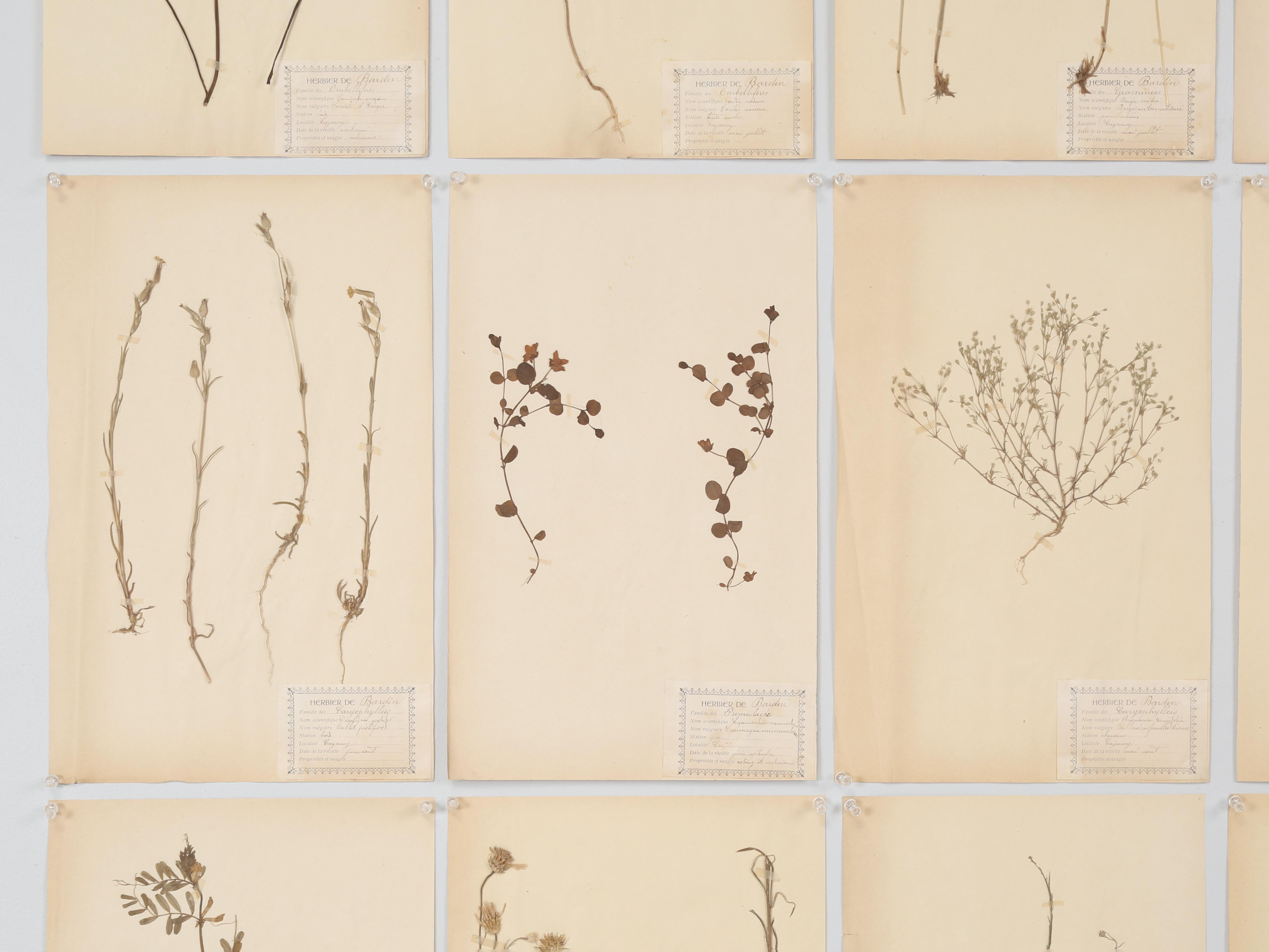 Antique French Pressed Botanicals Satz von (20) aus einem Kloster Schule c1900 im Zustand „Gut“ im Angebot in Chicago, IL
