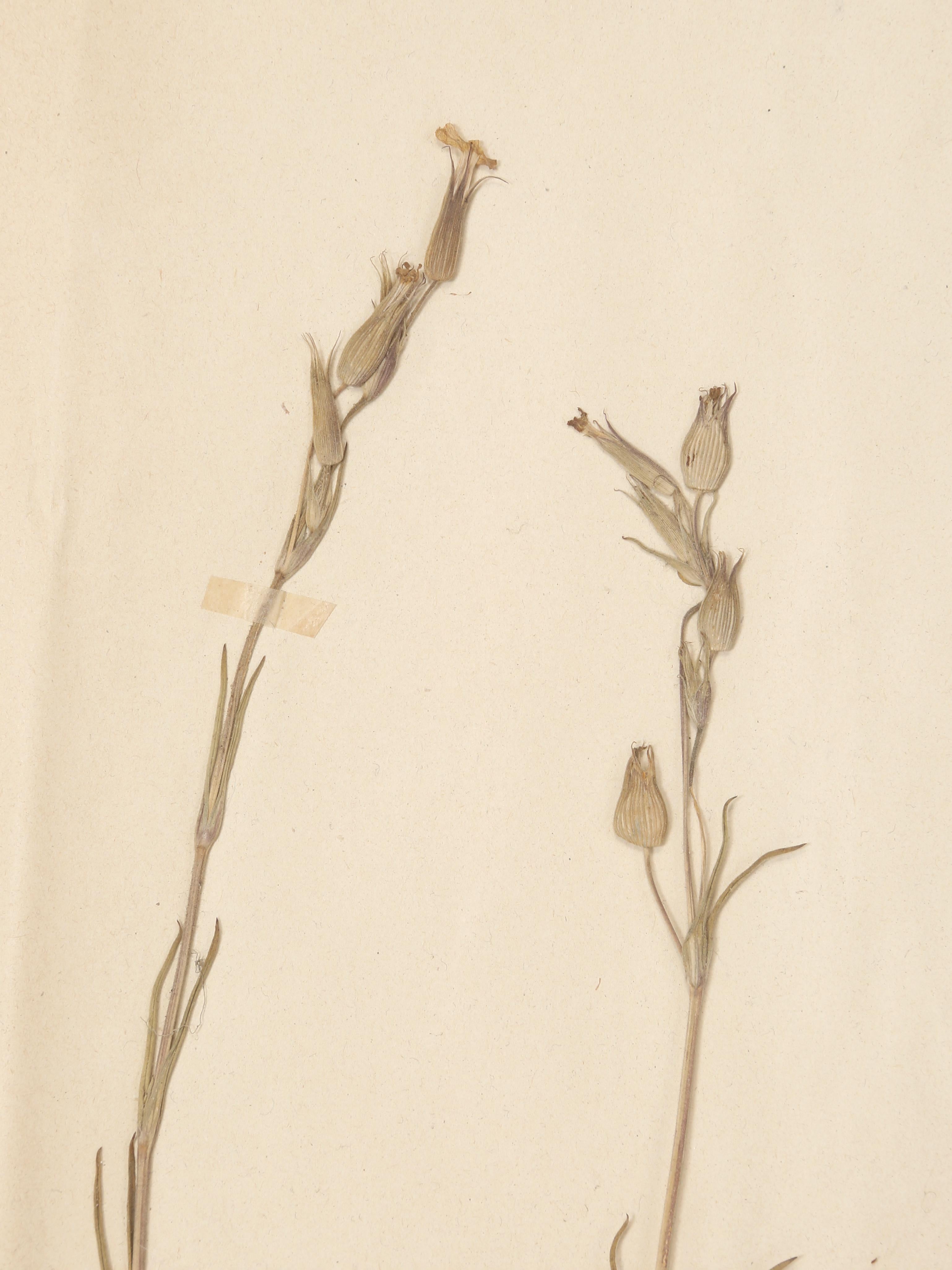 Antique French Pressed Botanicals Satz von (20) aus einem Kloster Schule c1900 (Frühes 20. Jahrhundert) im Angebot