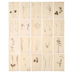 Antique French Pressed Botanicals Set of (20) from a Monastery School c1900