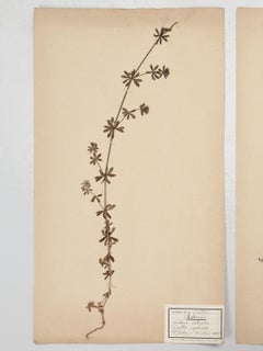 Antique French Pressed Botanical's, Set of 4
