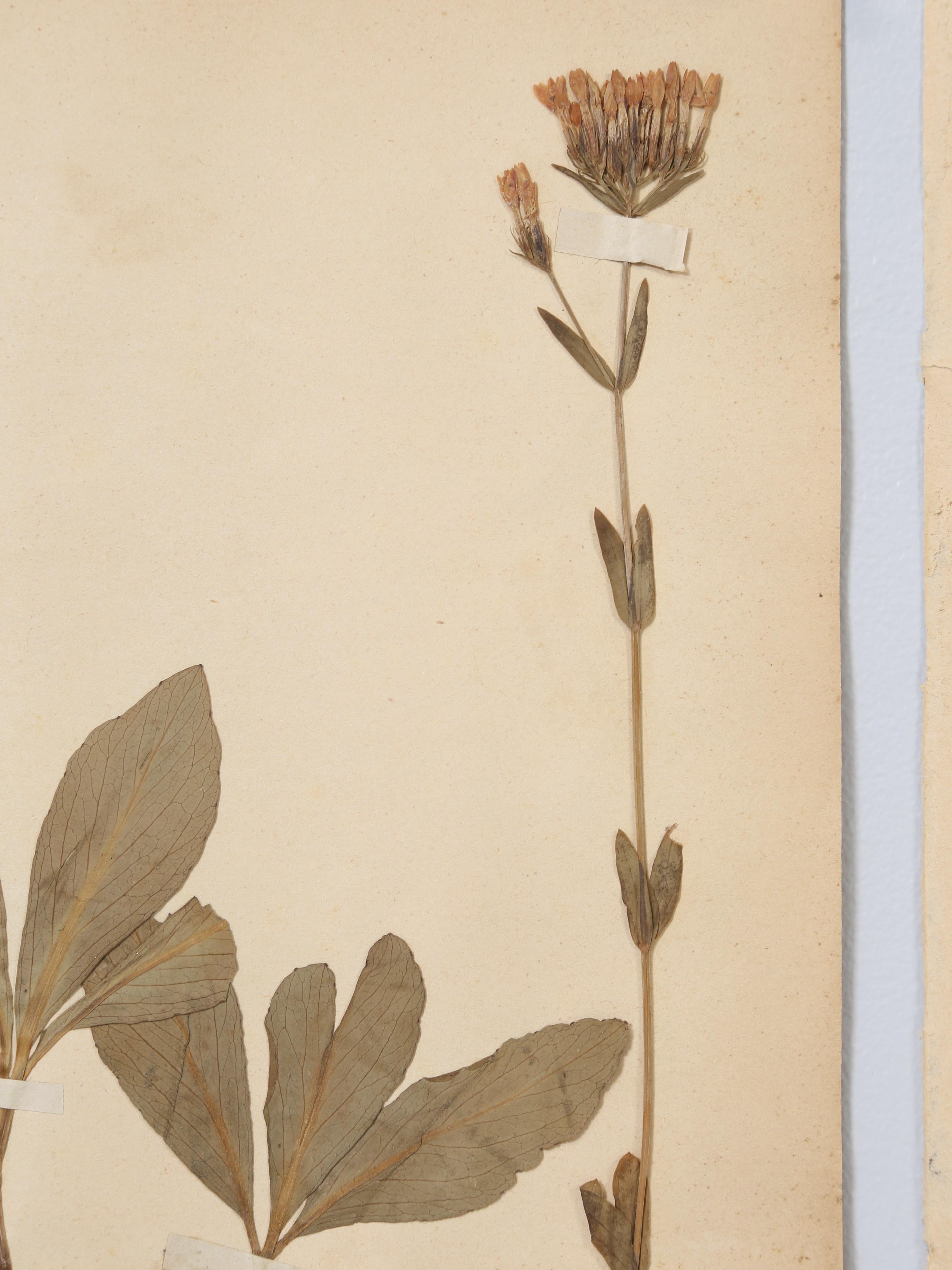 Antique French Pressed Botanicals Set of (8) Spectacular Specimens c1900  For Sale 4