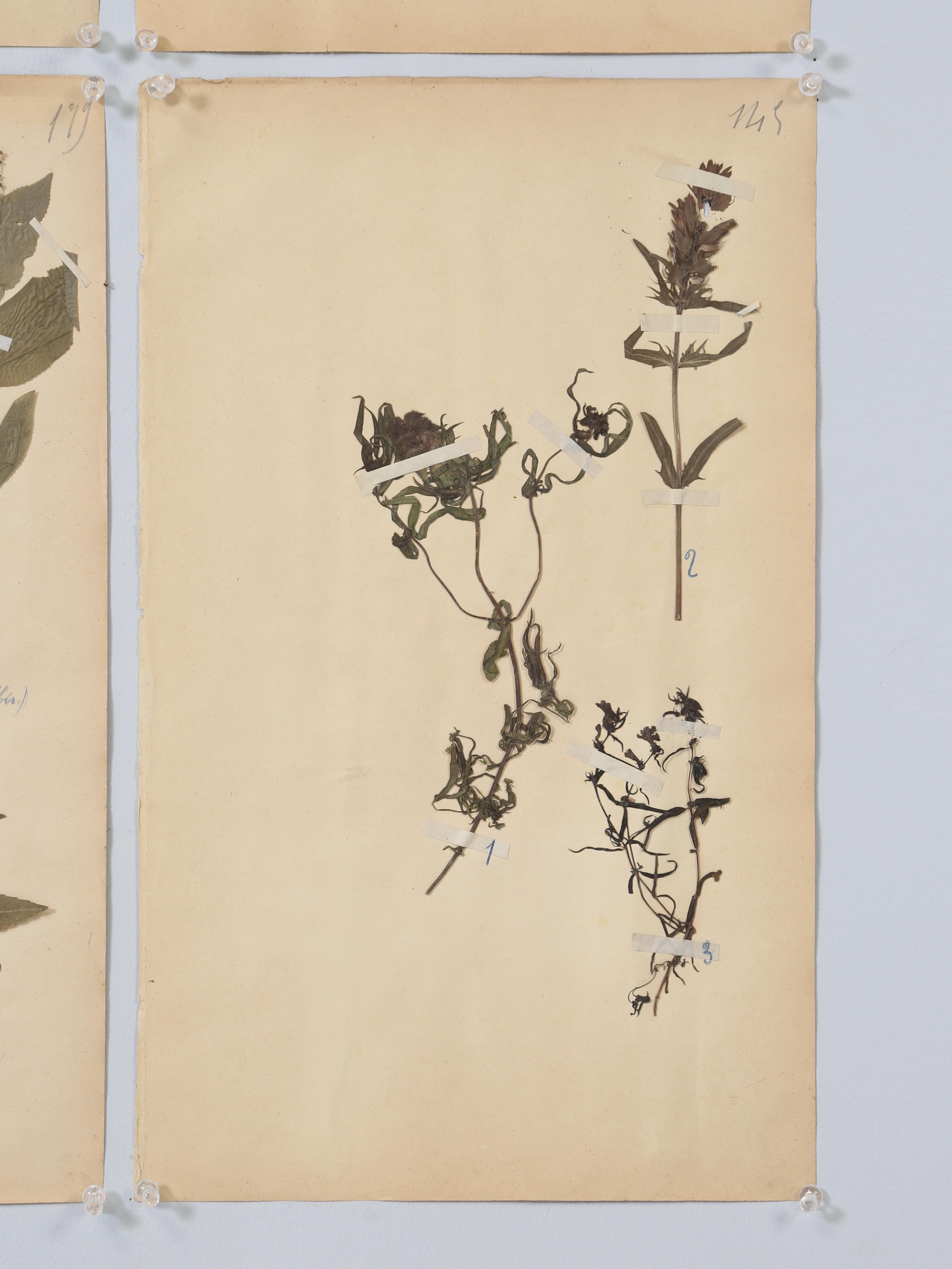 Antique French Pressed Botanicals Set of (8) Spectacular Specimens c1900 9