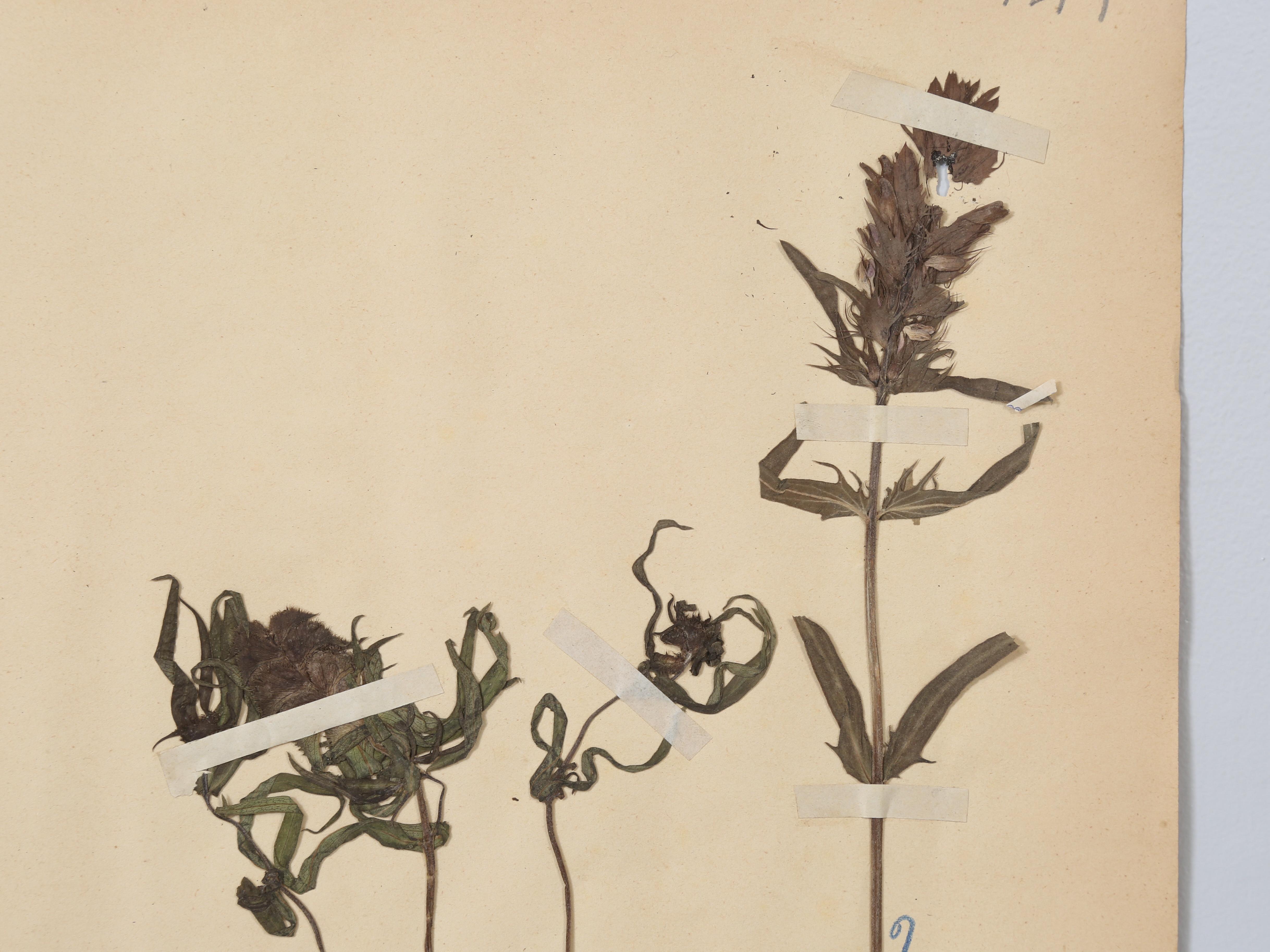 Antique French Pressed Botanicals Set of (8) Spectacular Specimens c1900 10