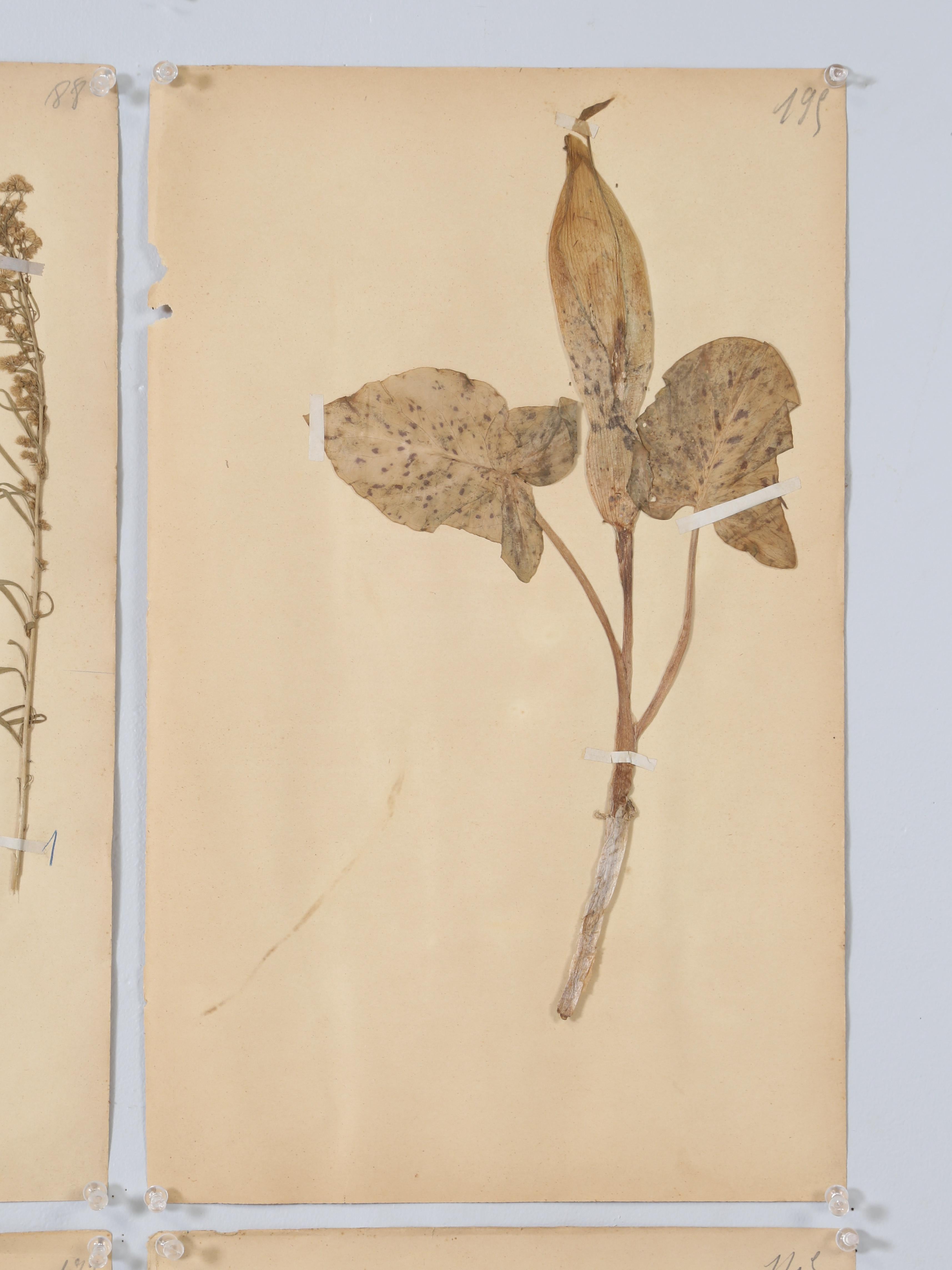Antique French Pressed Botanicals Set of (8) Spectacular Specimens c1900  For Sale 1