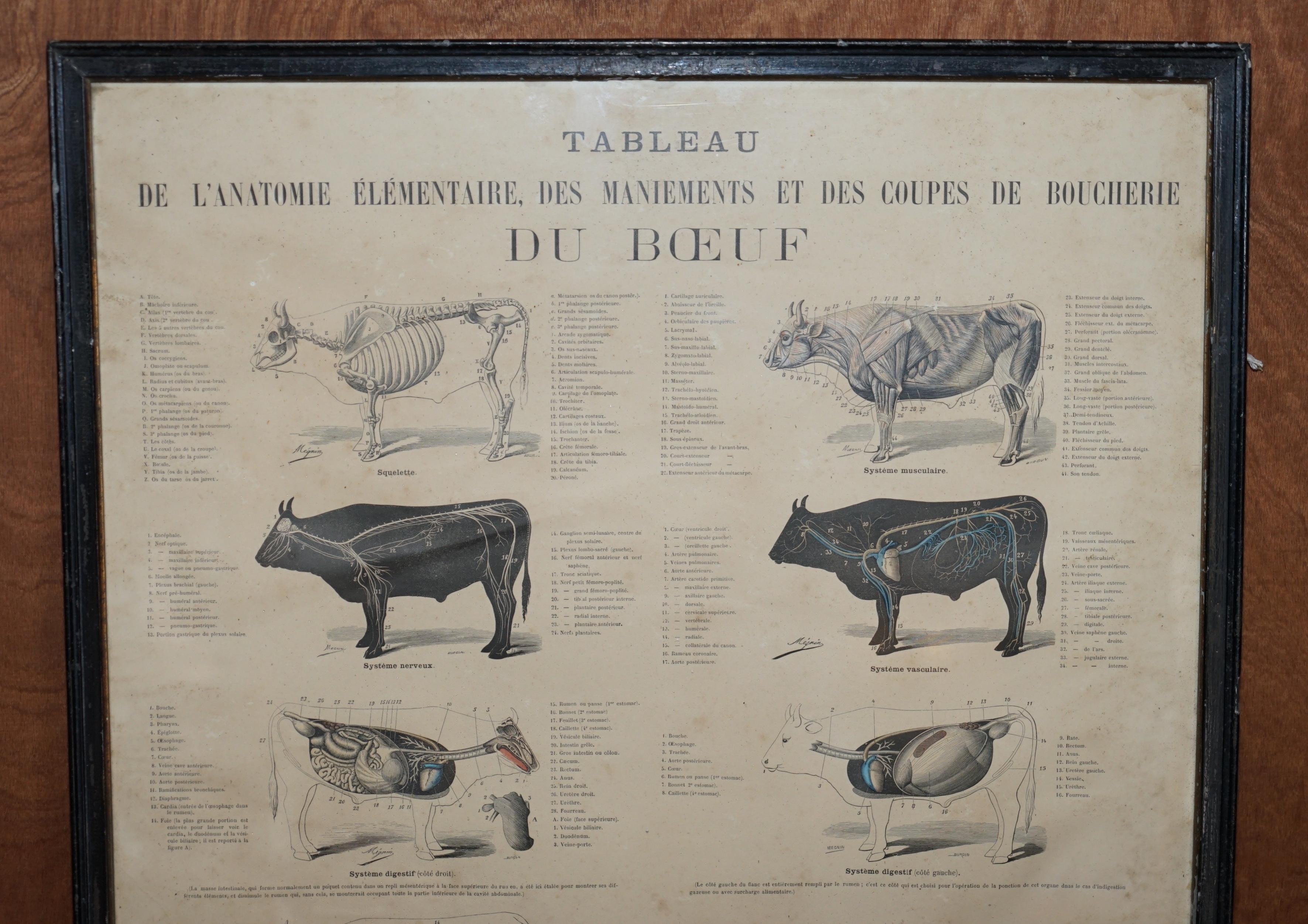 We are delighted to offer for sale this stunning original Antique French print depicting Cow’s and butchering for the cuts of beef

A good looking and well made piece, I have another three listed under my other items, one pair are of the anatomy