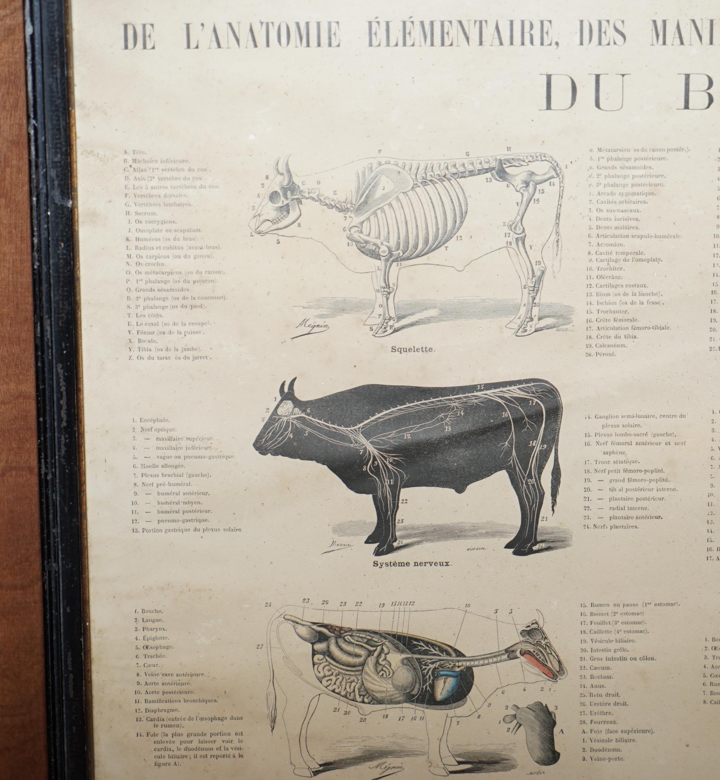 Victorian Antique French Print of Basic Anatomy of Handling and Butcher Cuts of Beef
