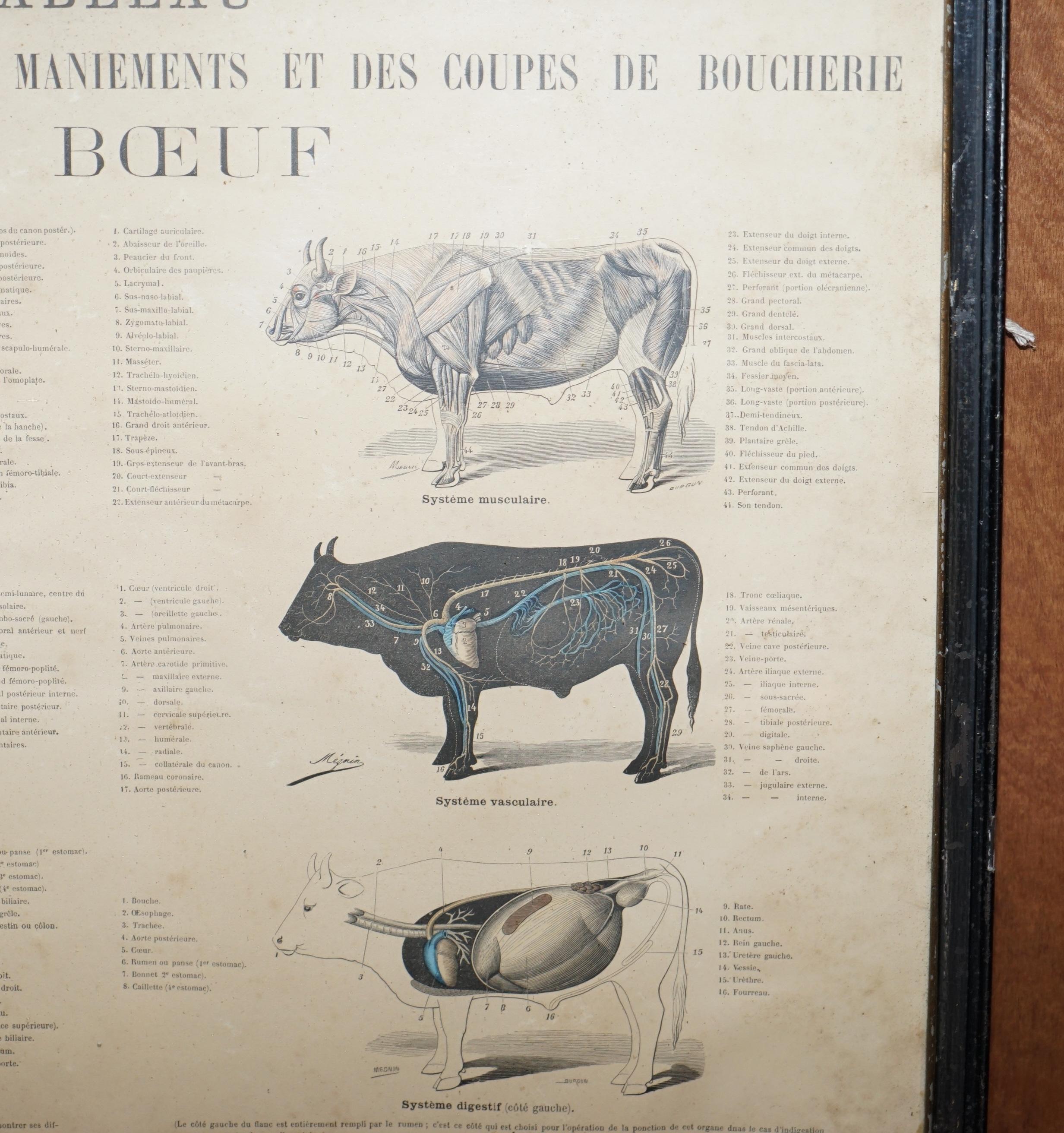 Hand-Crafted Antique French Print of Basic Anatomy of Handling and Butcher Cuts of Beef