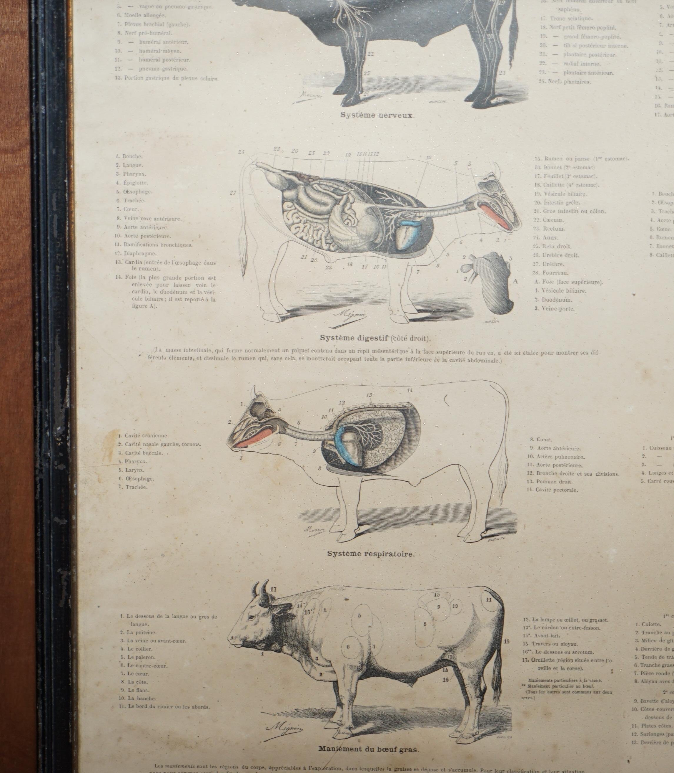 19th Century Antique French Print of Basic Anatomy of Handling and Butcher Cuts of Beef