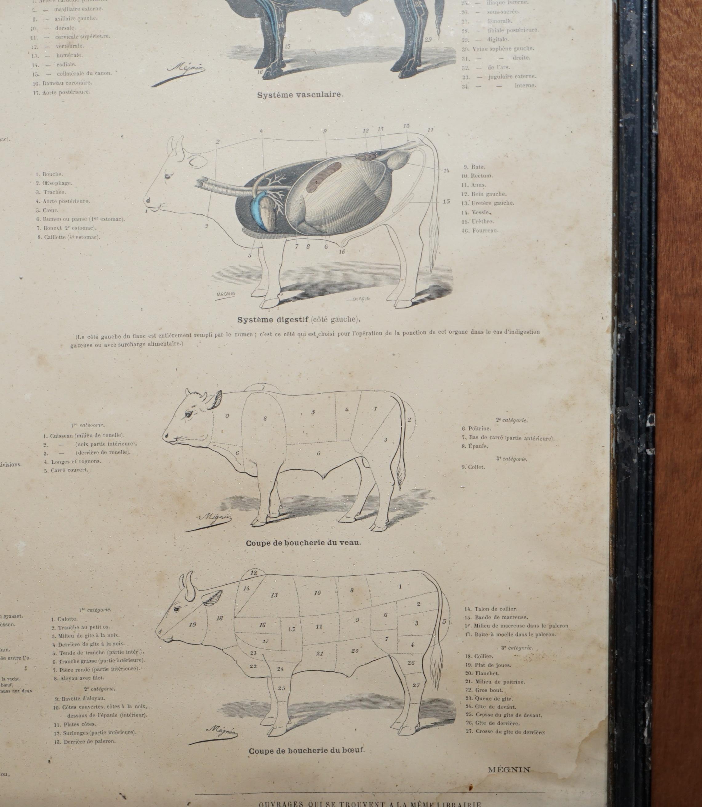 Paper Antique French Print of Basic Anatomy of Handling and Butcher Cuts of Beef