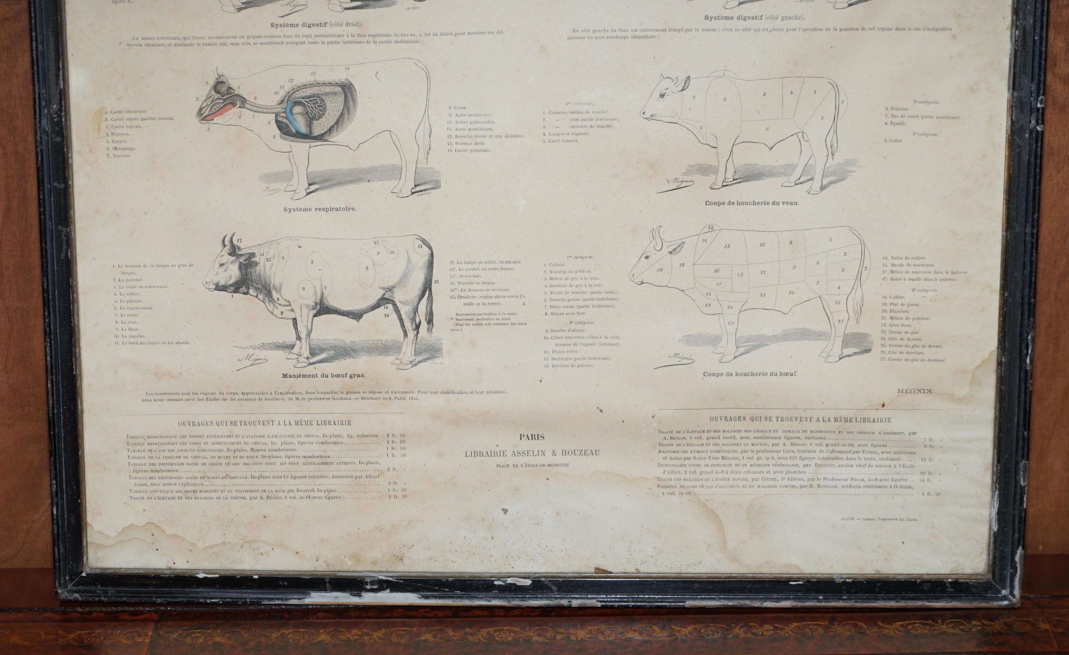 Antique French Print of Basic Anatomy of Handling and Butcher Cuts of Beef 1