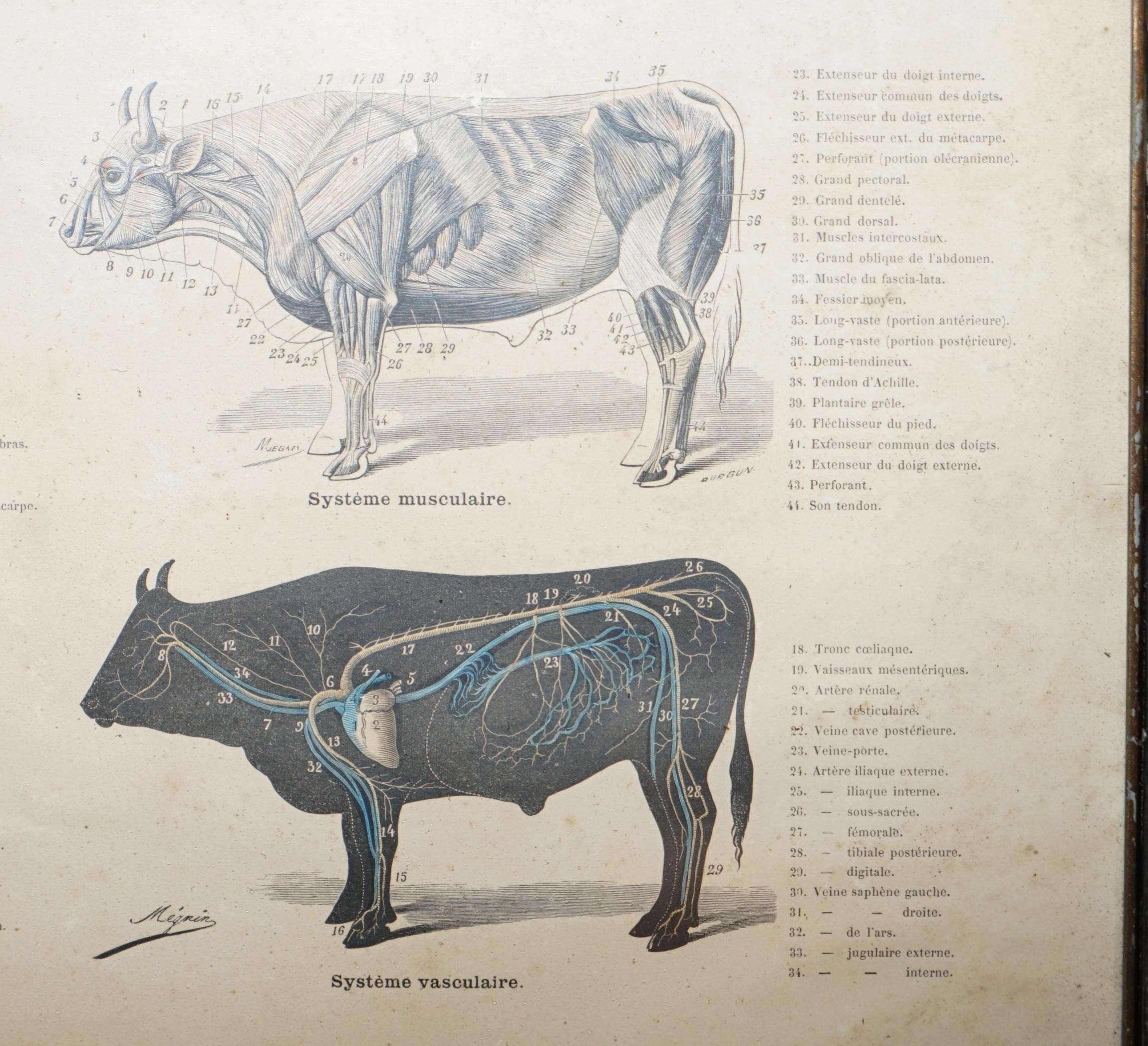 Antique French Print of Basic Anatomy of Handling and Butcher Cuts of Beef 3