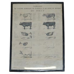 Antique French Print of Basic Anatomy of Handling and Butcher Cuts of Beef