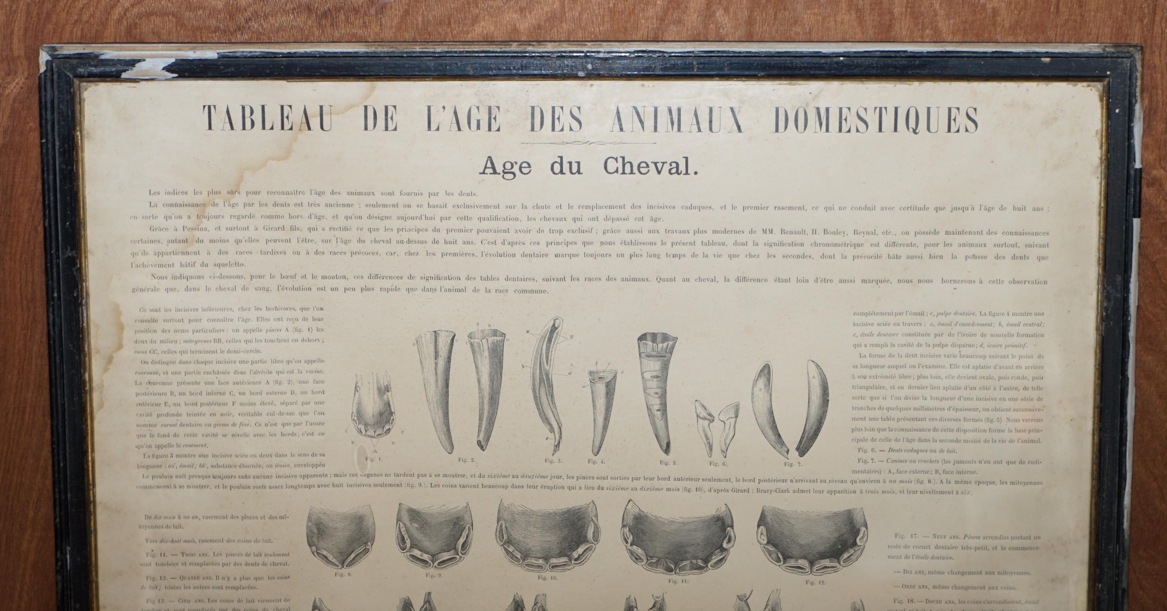 We are delighted to offer for sale this stunning original Antique French print depicting Horses mouths and teeth

A good looking and well made piece, I have another three listed under my other items, one pair are of the anatomy of the horse and