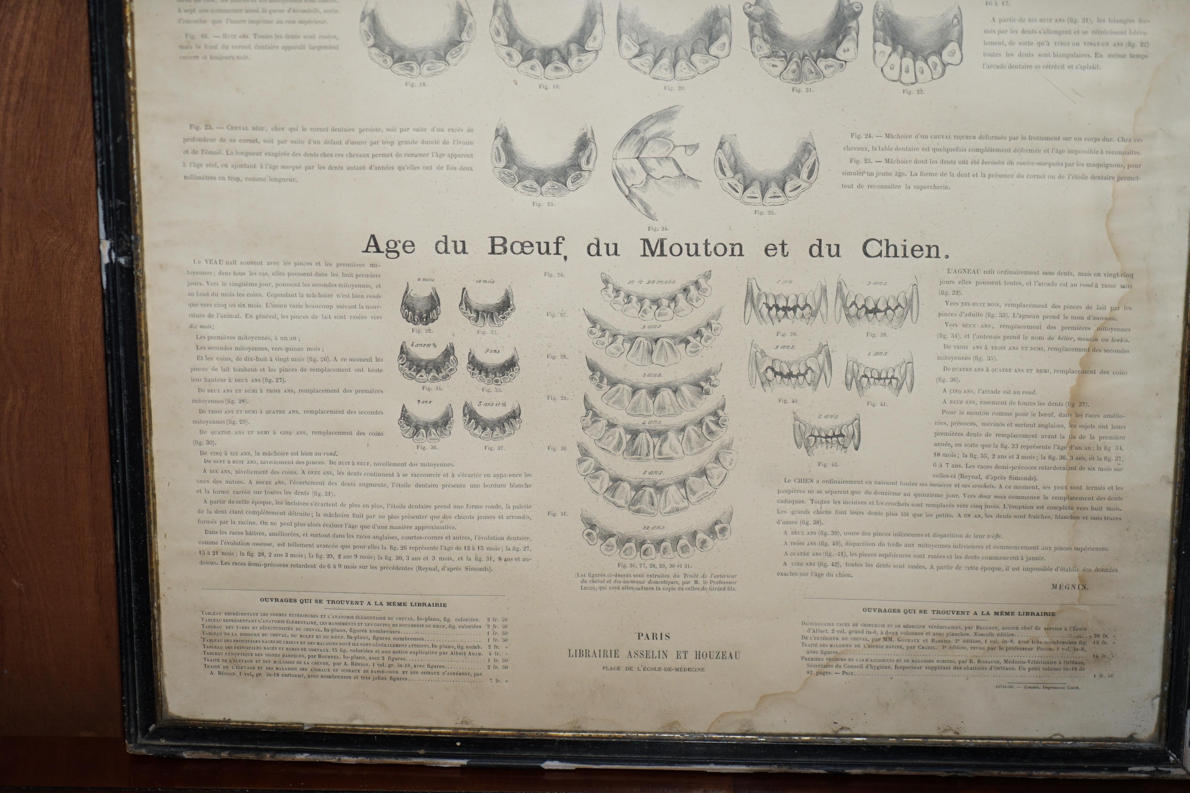 Victorian Antique French Print of Horses Mouths and Teeth Equestrian Anotomy Interest