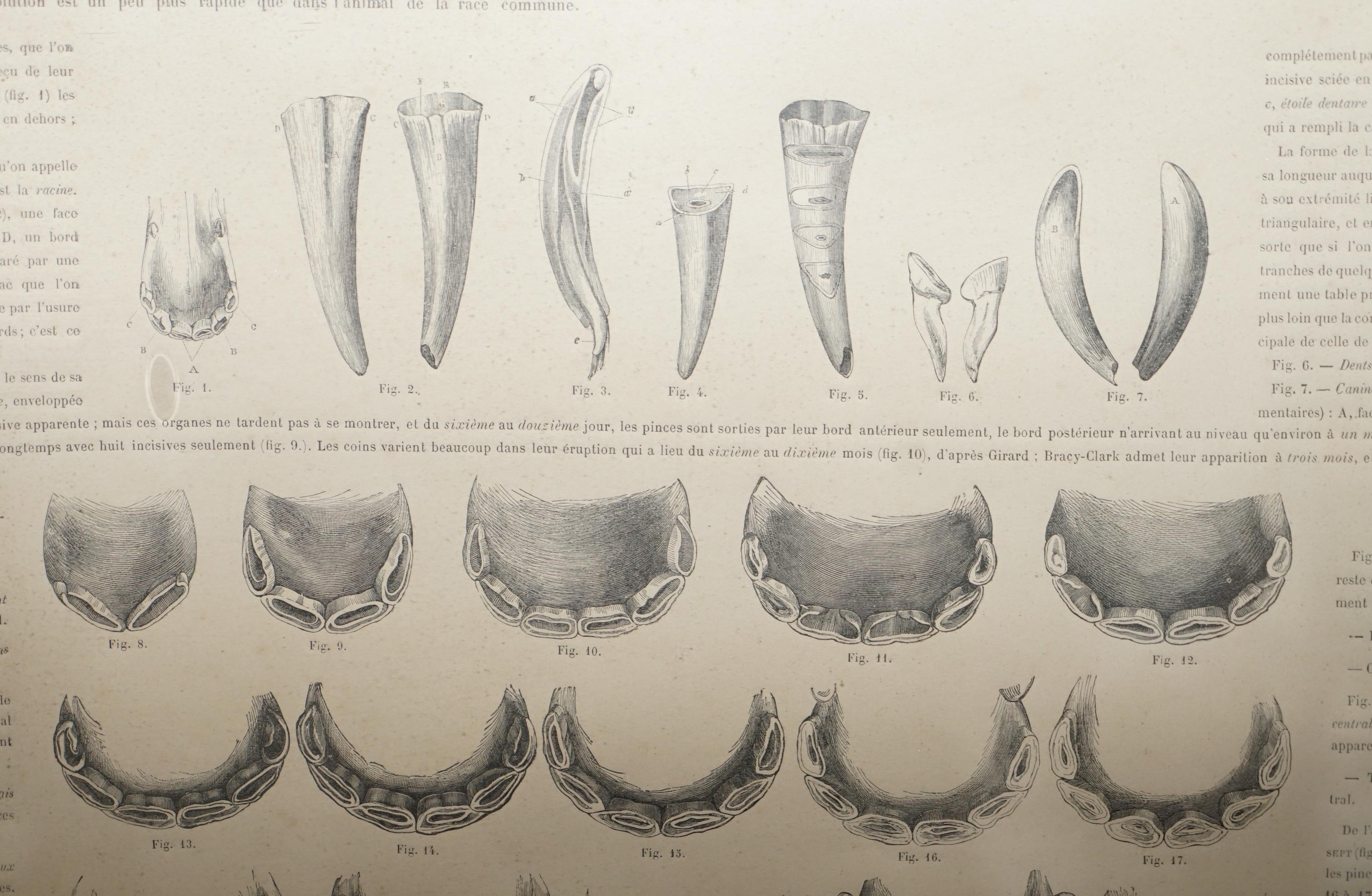 Hand-Crafted Antique French Print of Horses Mouths and Teeth Equestrian Anotomy Interest