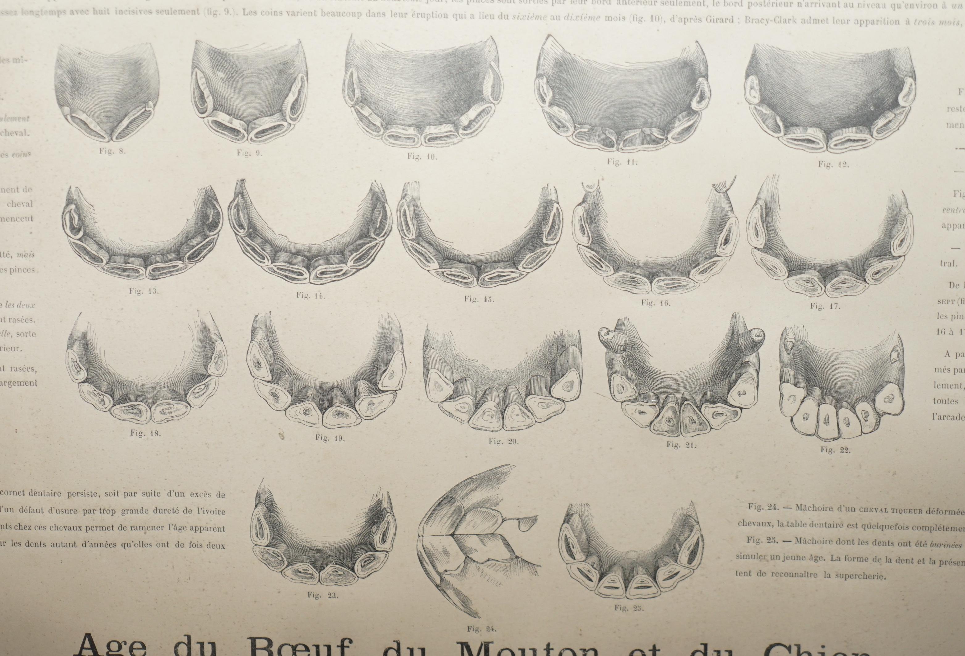 19th Century Antique French Print of Horses Mouths and Teeth Equestrian Anotomy Interest